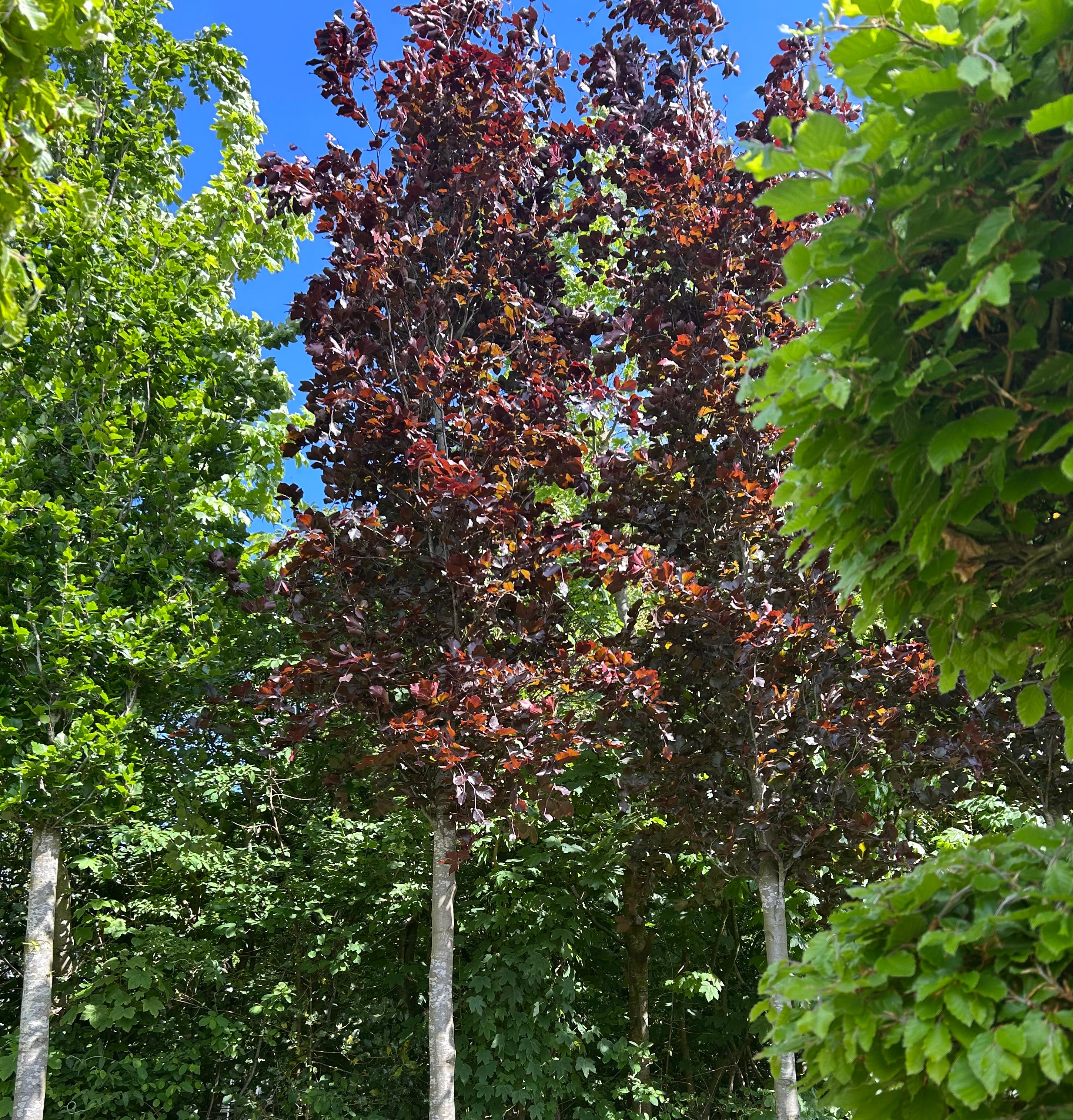 Opstammet Søjleformet Blodbøg/rødbøg, Fagus sylvatica Dawyck purple, med en kraftig stamme og krone