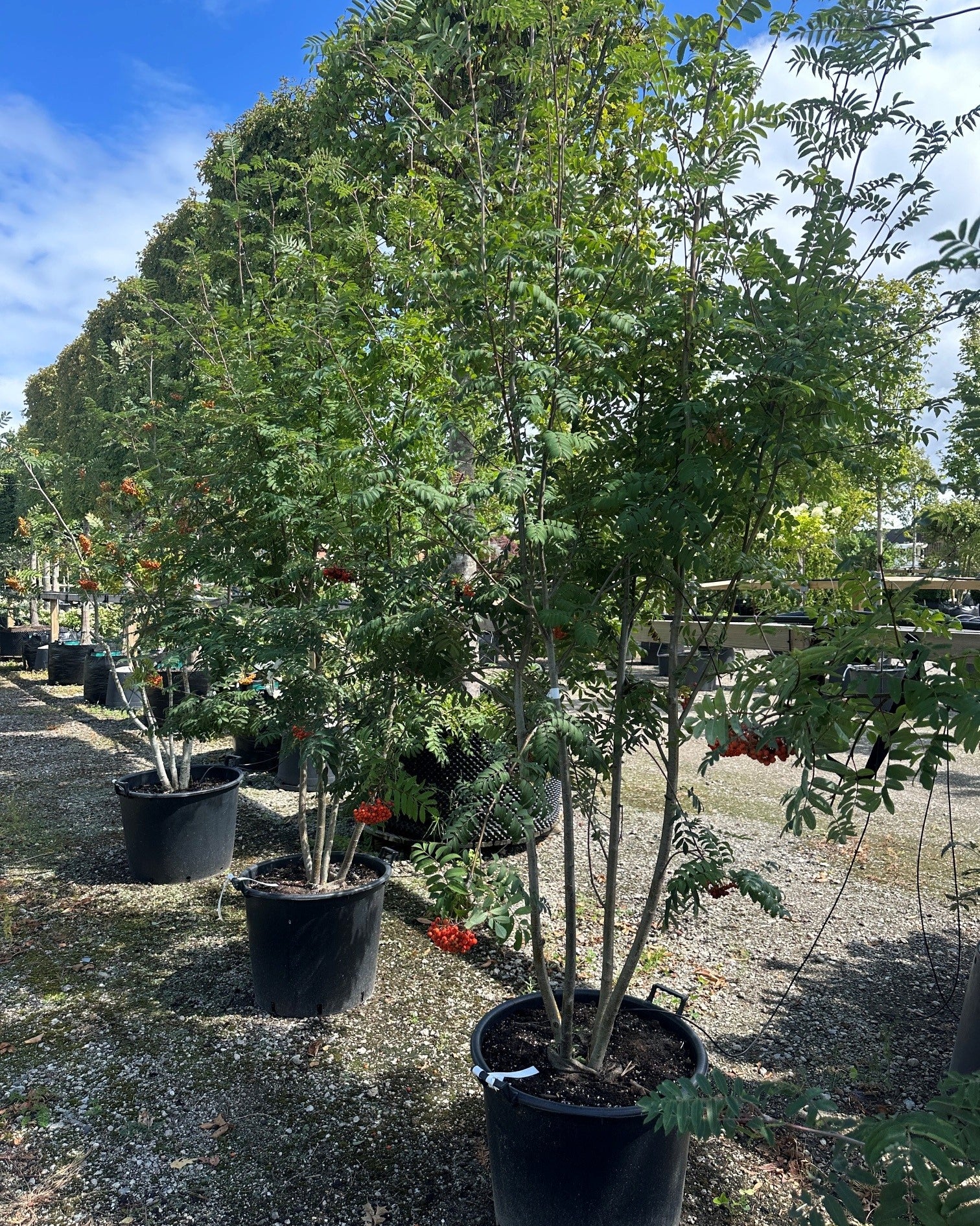 Multistammet almindelig røn, Sorbus aucuparia, med flere synlige stammer og en åben krone med uligefinnede blade.