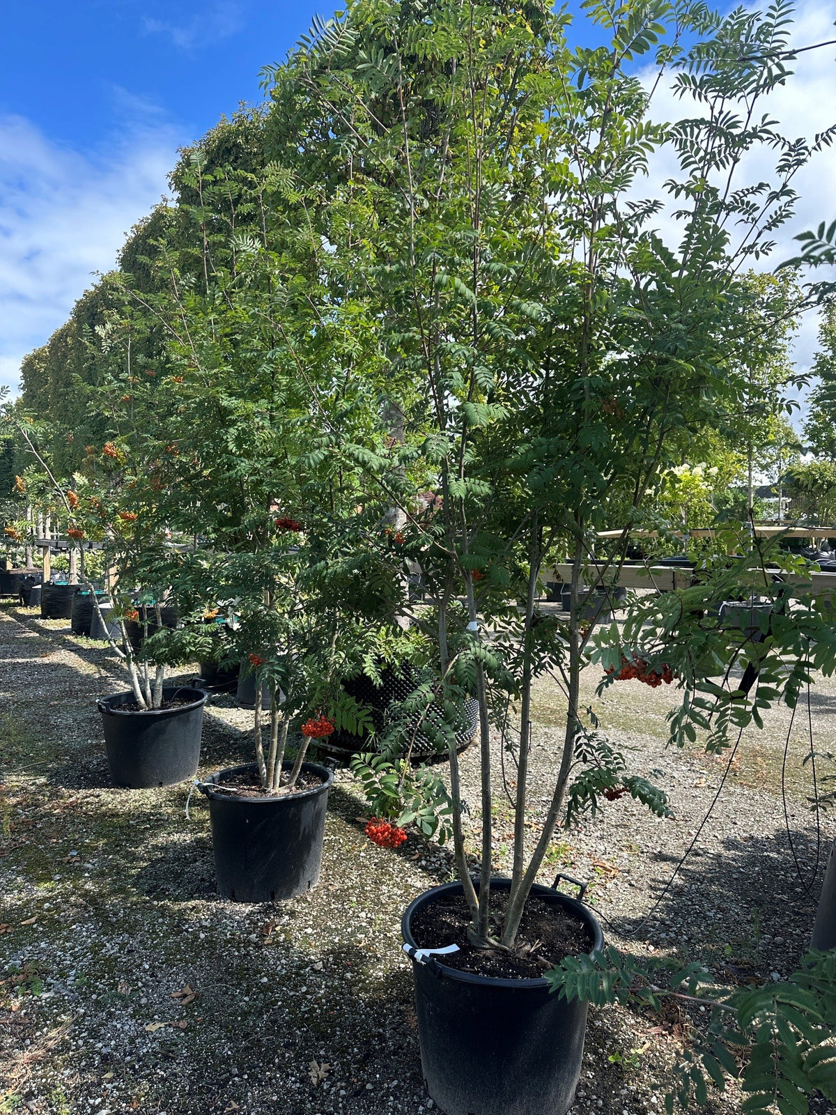 Multistammet almindelig røn, Sorbus aucuparia, med flere synlige stammer og en åben krone med uligefinnede blade.