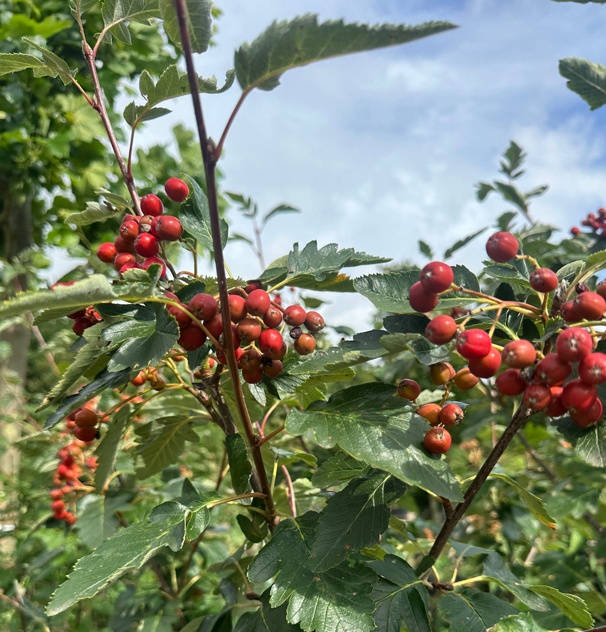 Røde bær på en Acer tataricum subsp. ginnala - Sejlerøn.