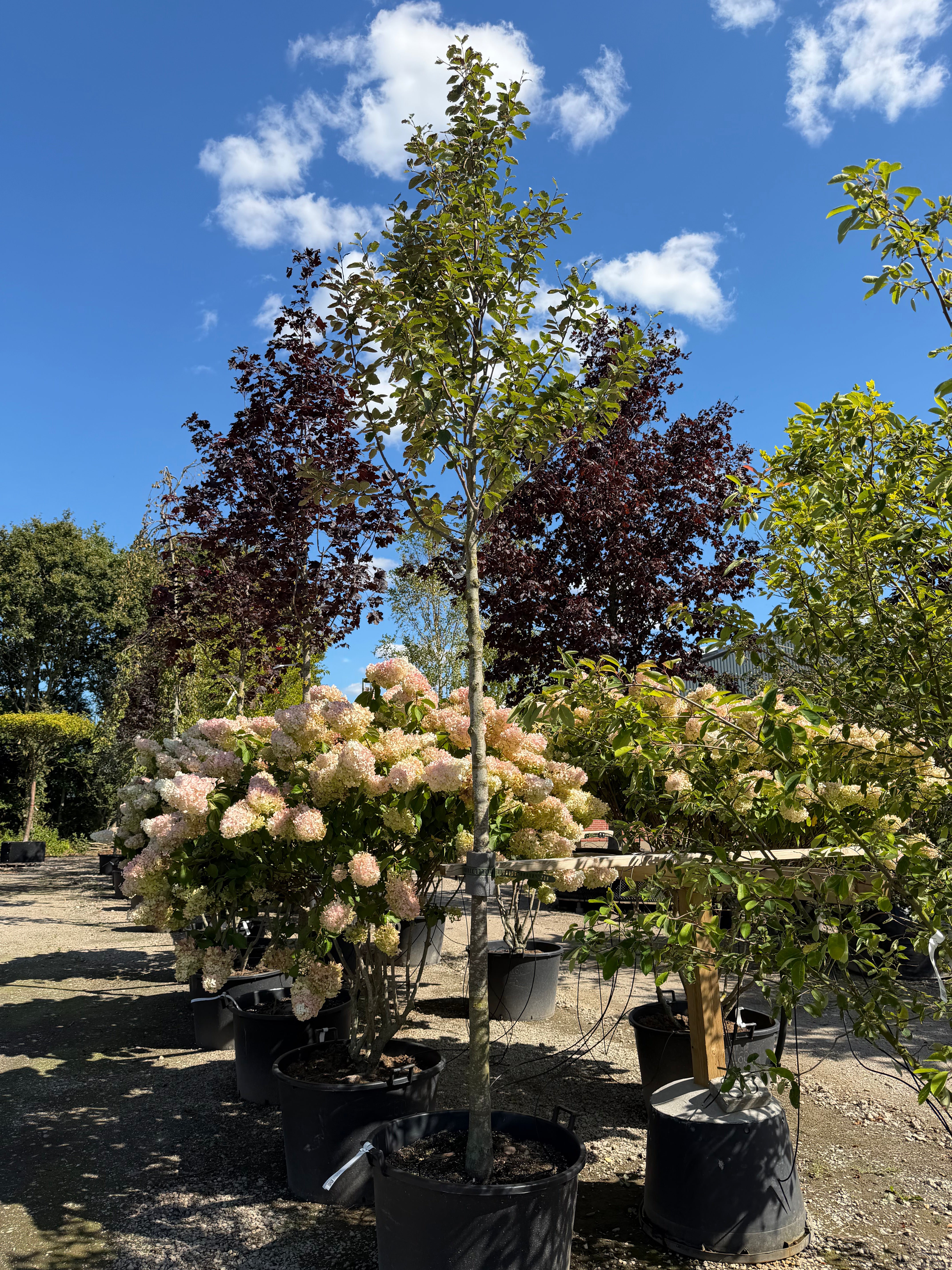 Opstammet rønnetræ - Sorbus latifolia Henk Vink i en have med en bar, lige stamme og en tæt, pyramideformet krone fyldt med brede, mørkegrønne.