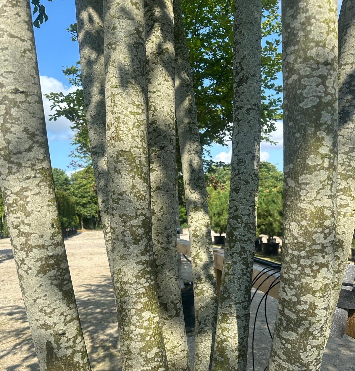 En multistammet Tilia europaea Pallida med de glatte, gråbrune stammer.