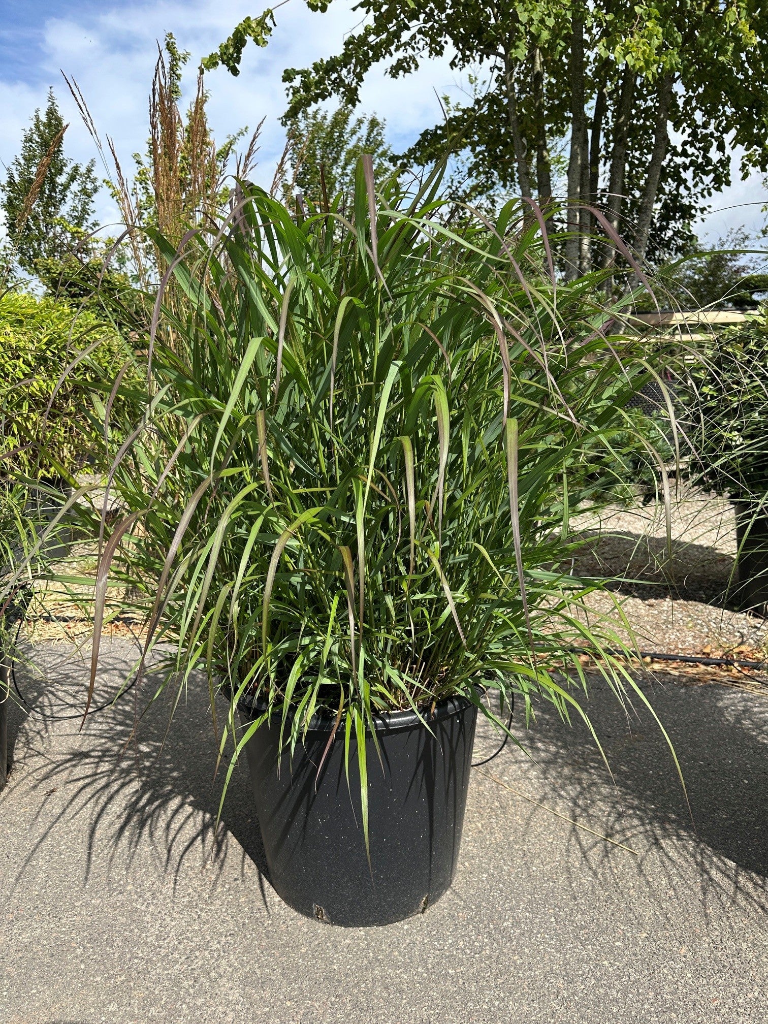 Staudehirse, Panicum virgatum 'Squaw', med opret, grøn vækst og lette, luftige blomstaks i rosa og rødbrune nuancer.