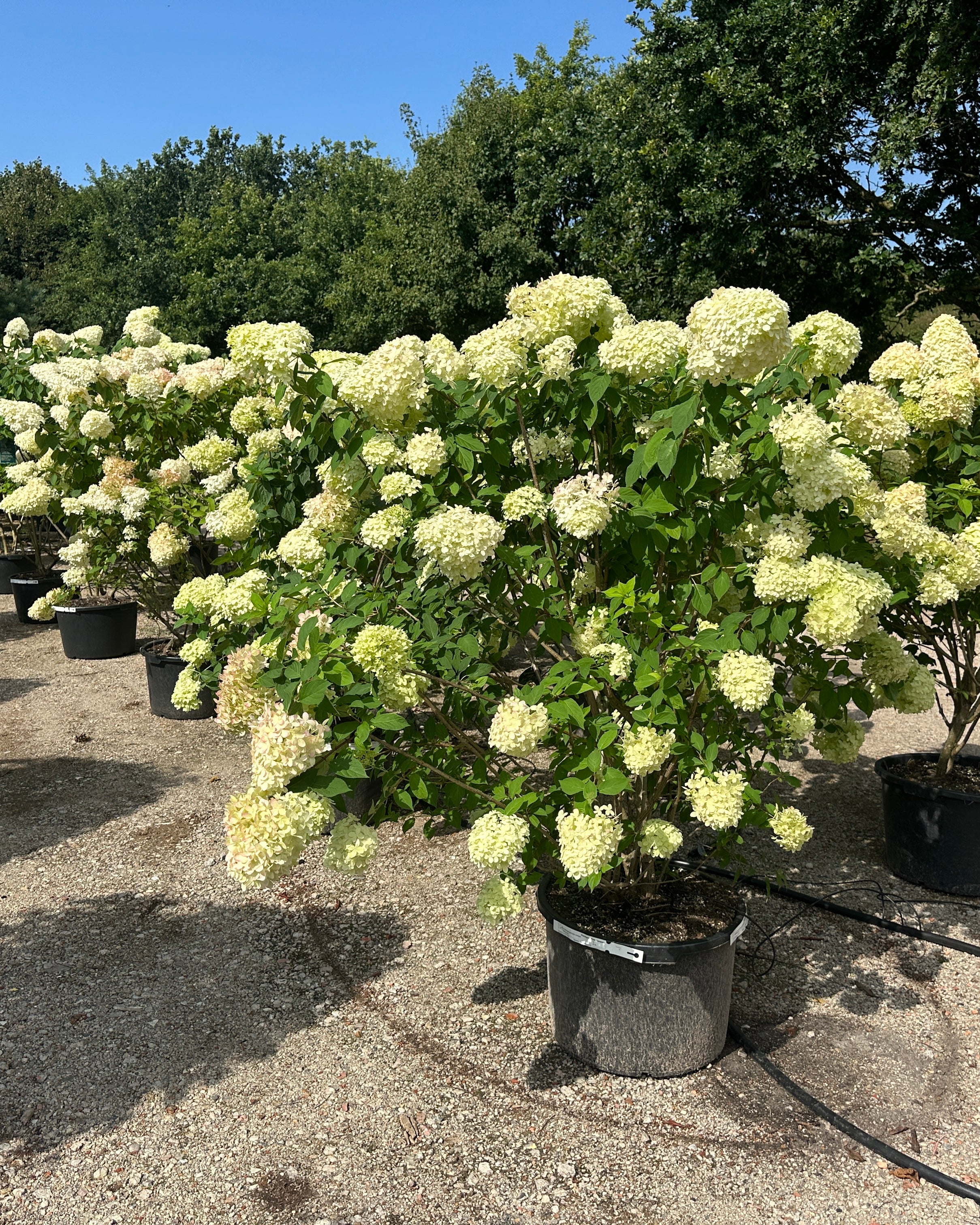 Store syrenhortensia, hydrangea paniculata Limelight, der er rigt blomstrende.