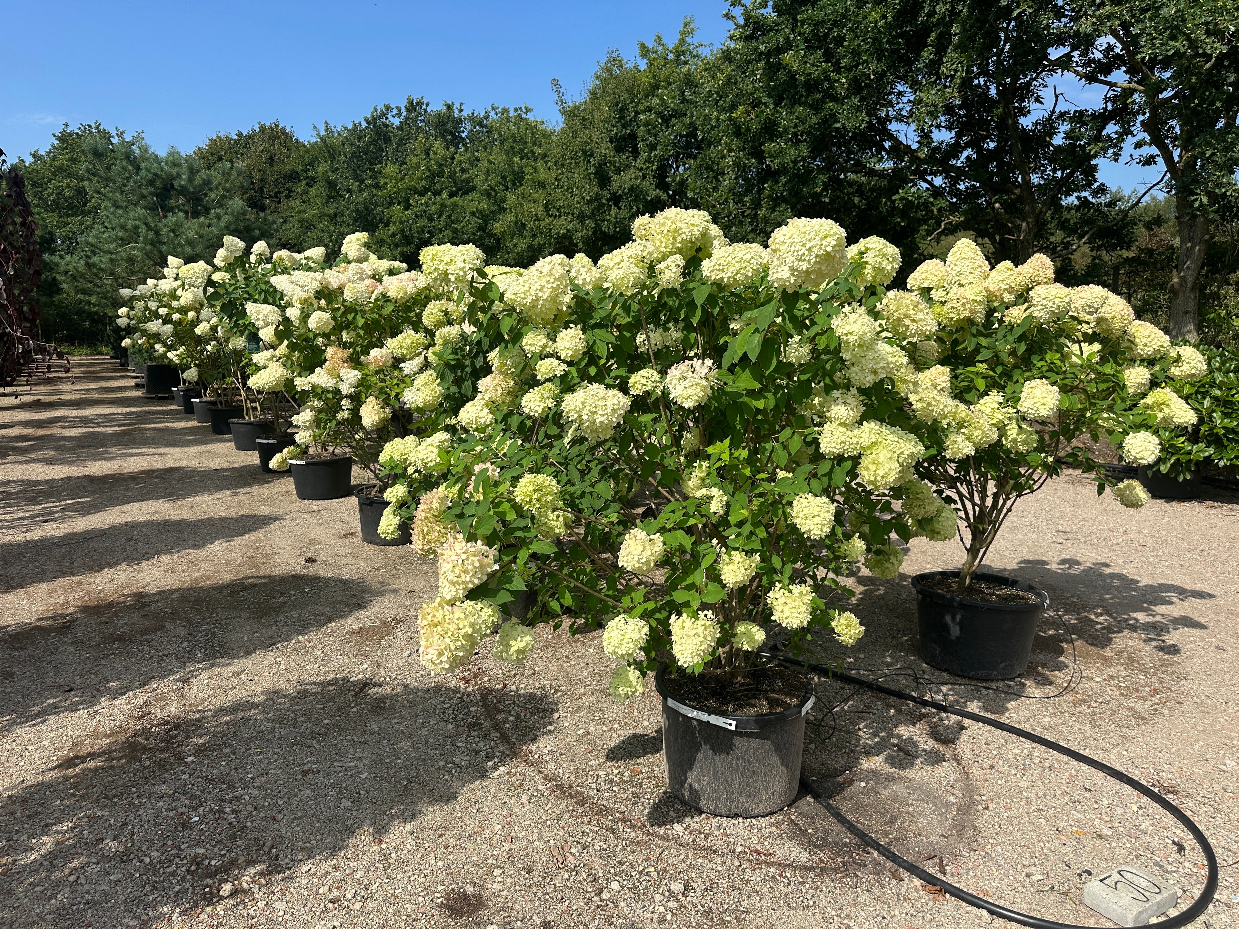 Store syrenhortensia, hydrangea paniculata Limelight, der er rigt blomstrende.