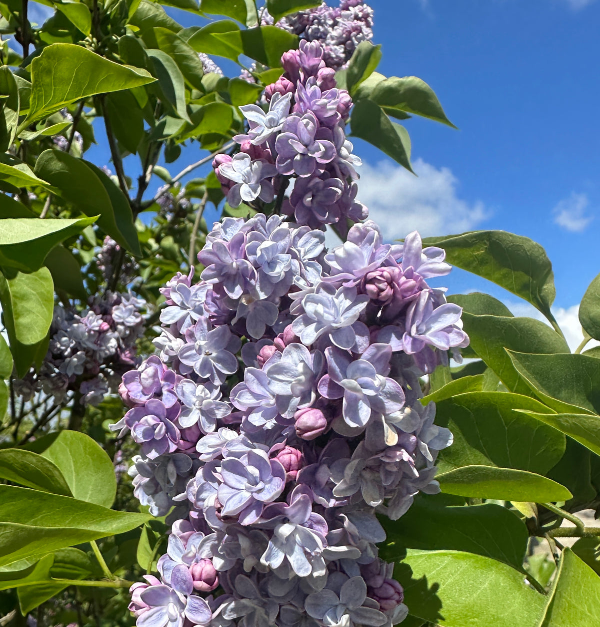 Nærbillede af en stor opretstående blomsterklase på en syren Michel Buchner med tætte fyldte lilla blomster og et lysere hvidt centrum