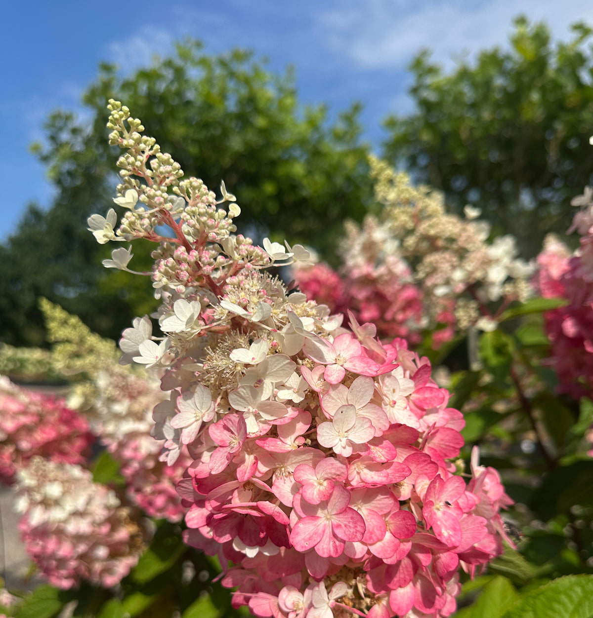 Nærbillede af syrenhortensia 'Pinky Winky' med en stor, kegleformet blomst i et smukt miks af hvide og rosa farver.