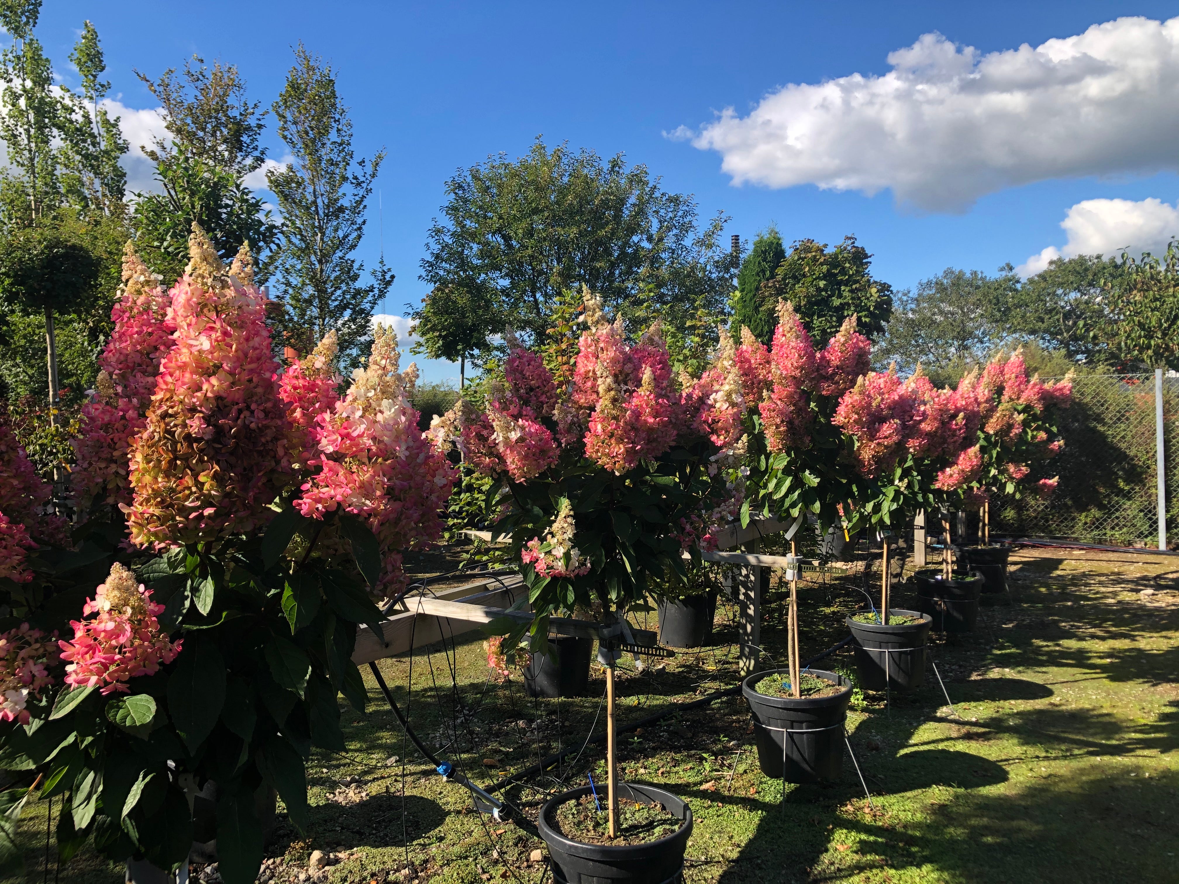 Opstammet syrenhortensia, hydrangea paniculata Pinky Winky, med flotte pinkfarvet blomsterstande