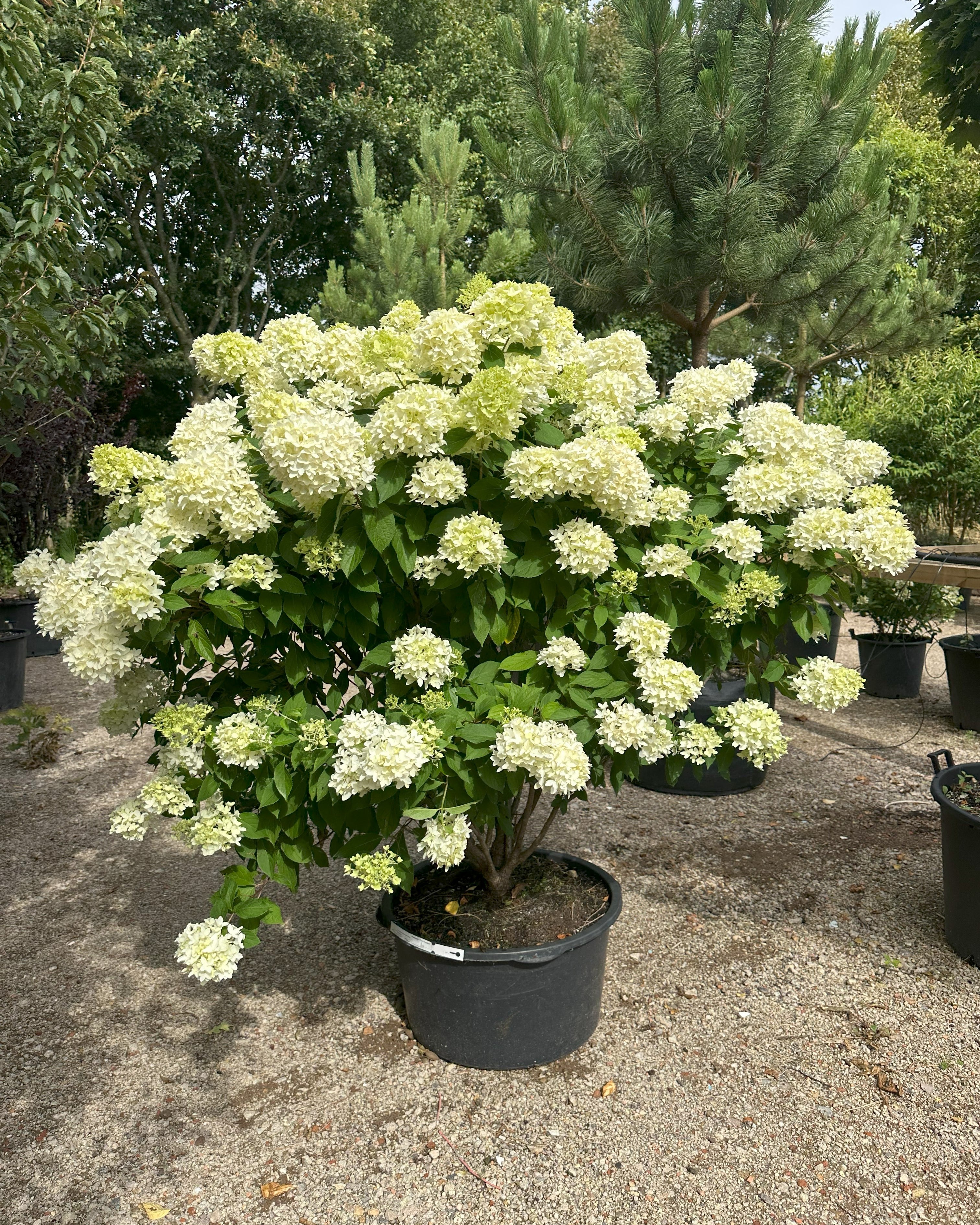 Kraftig flot syrenhortensia sort der hedder Skyfall