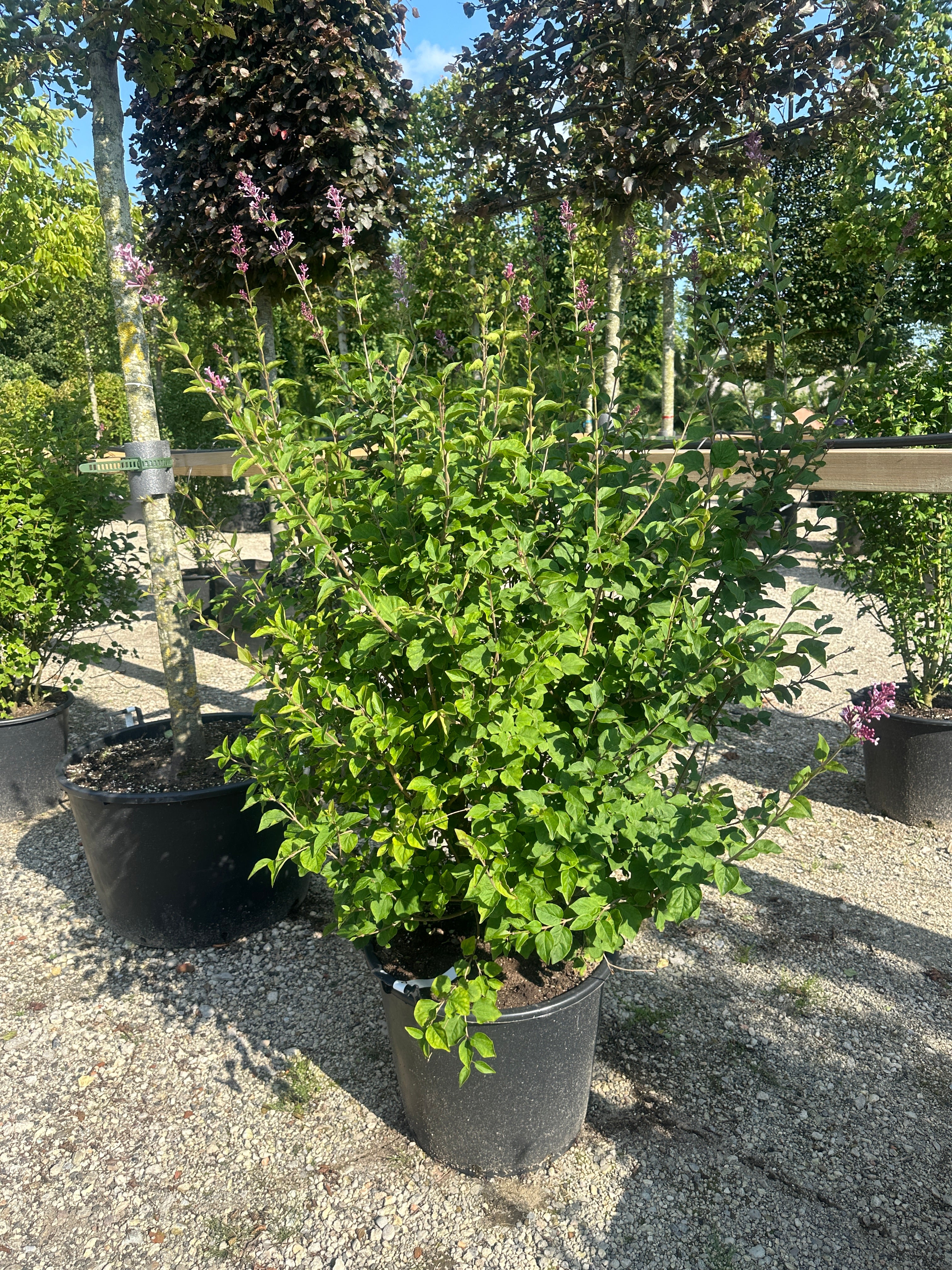 Tæt Josee dværg-syrenbusk i det tidlige forår fyldt med mørkelilla, uudsprungne blomsterknopper.