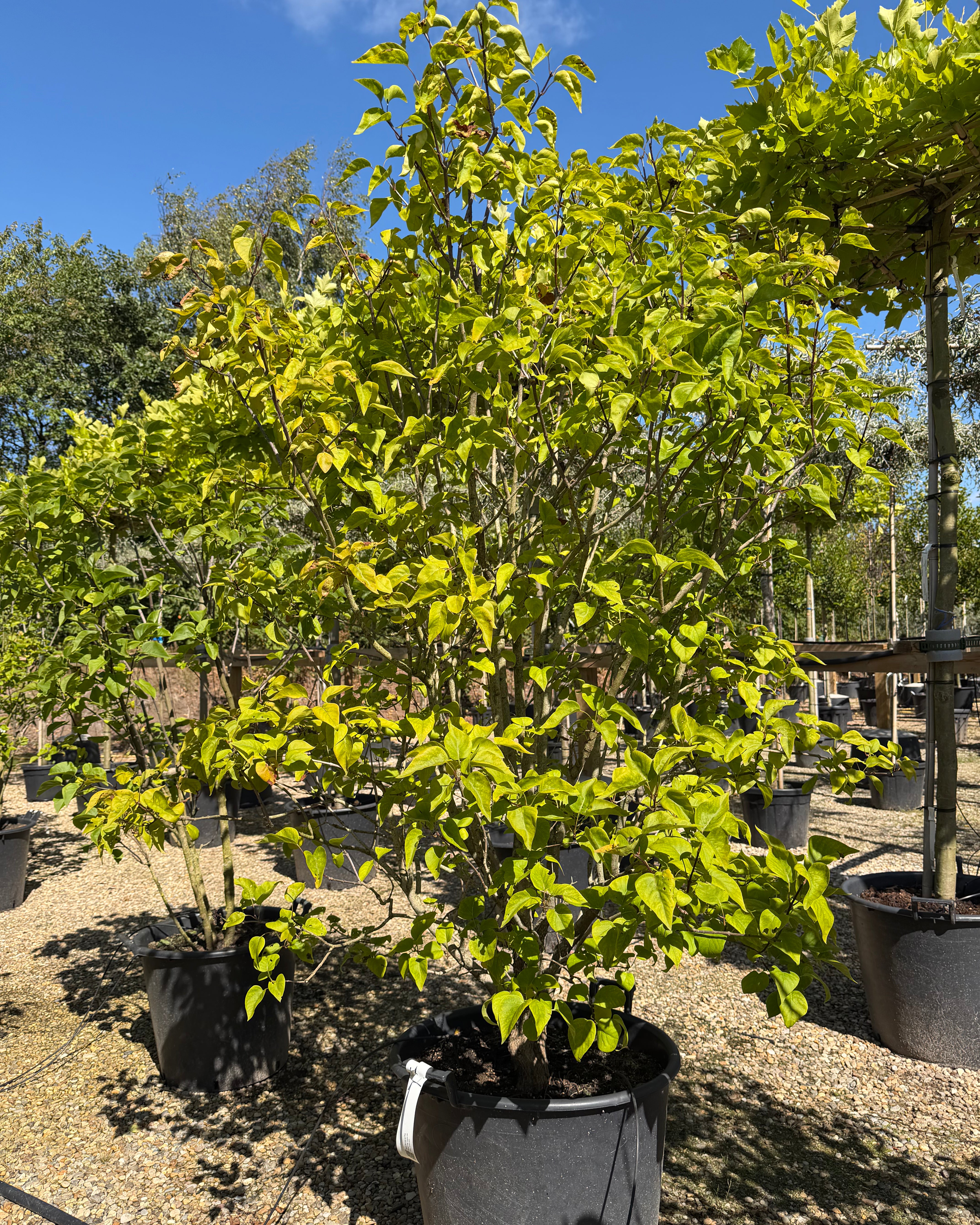 Syringa vulgaris Charles Joly ægte syren som busk med mørkegrønt løv, efter en blomstring med store klaser af duftende, mørklilla fyldte blomster.