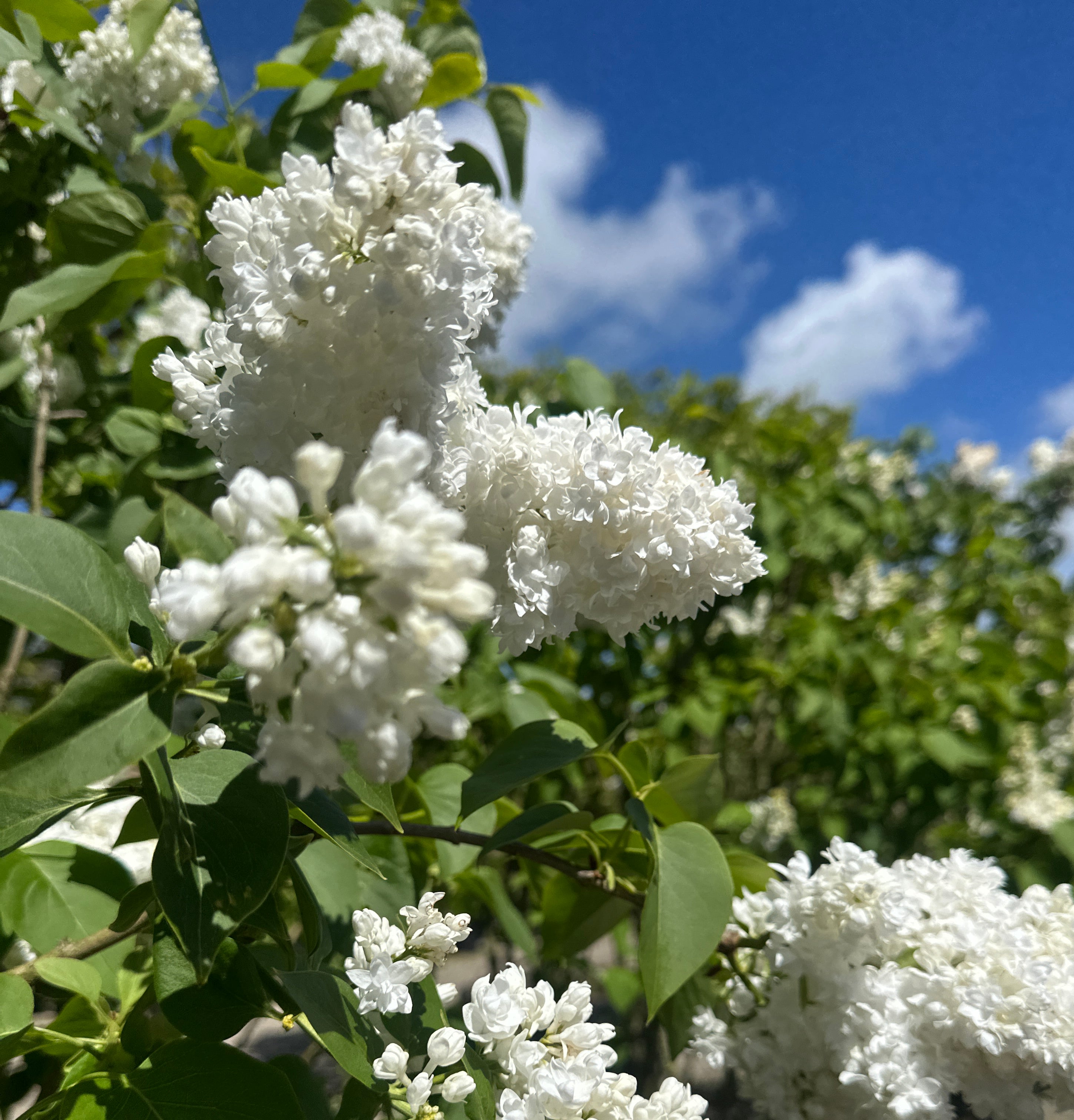 Store, tætfyldte og kridhvide blomsterklaser på en multistammet 'Monique Lemoine' ægte syren.