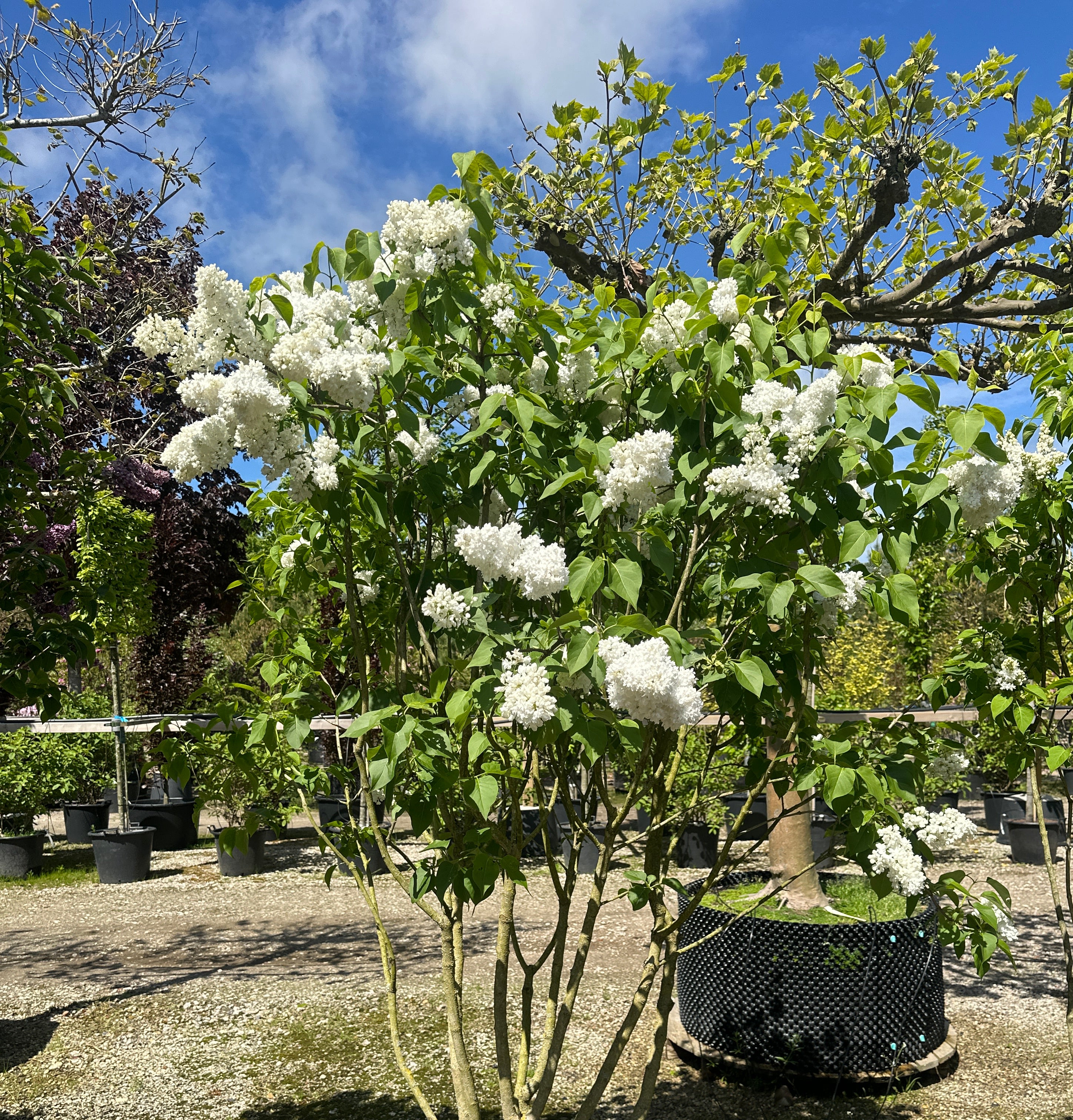 Syringa vulgaris 'Monique Lemoine' ægte syren med en flot, opret formklippet struktur.