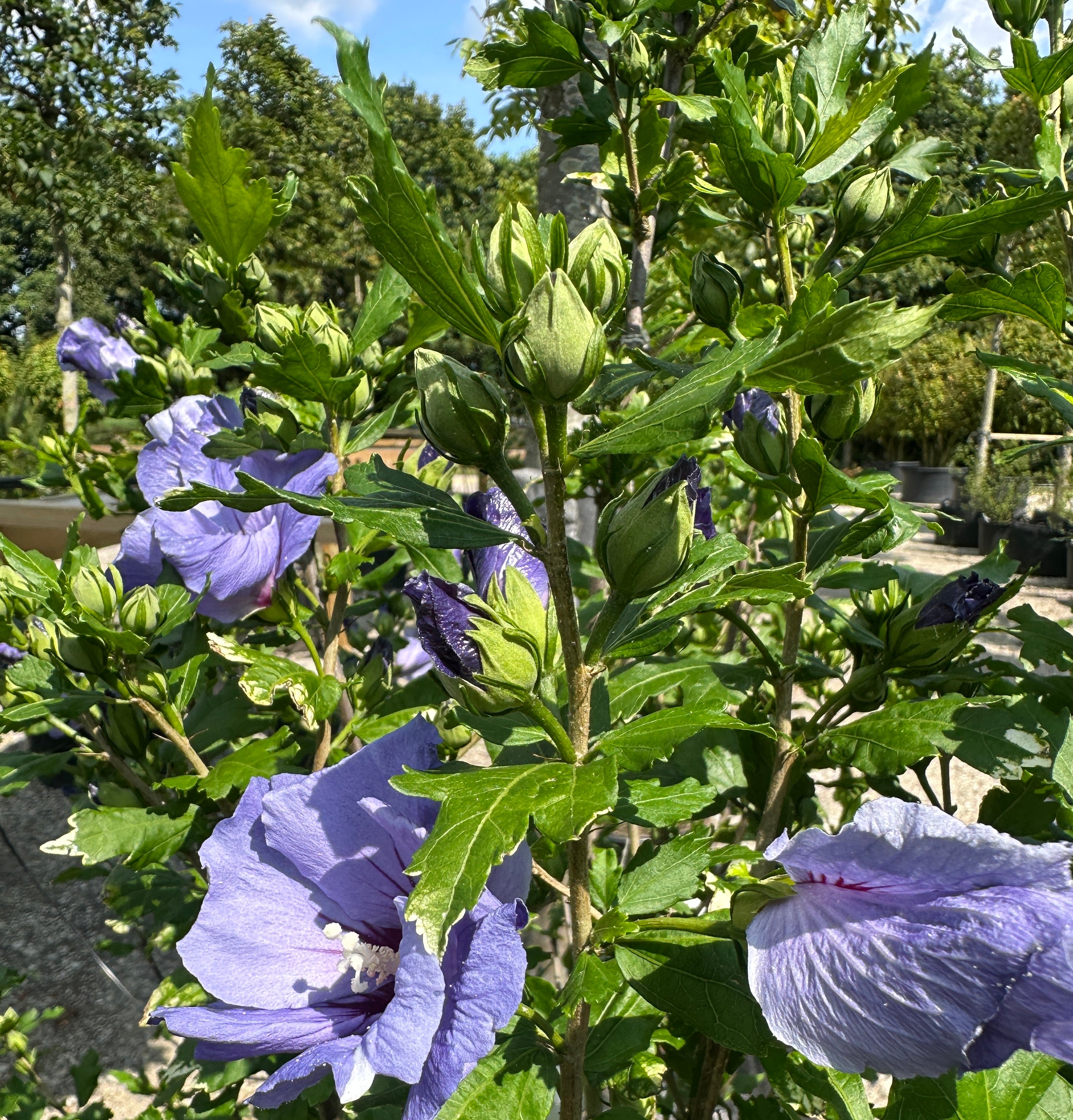 Blomstrende blålilla syrisk rose.