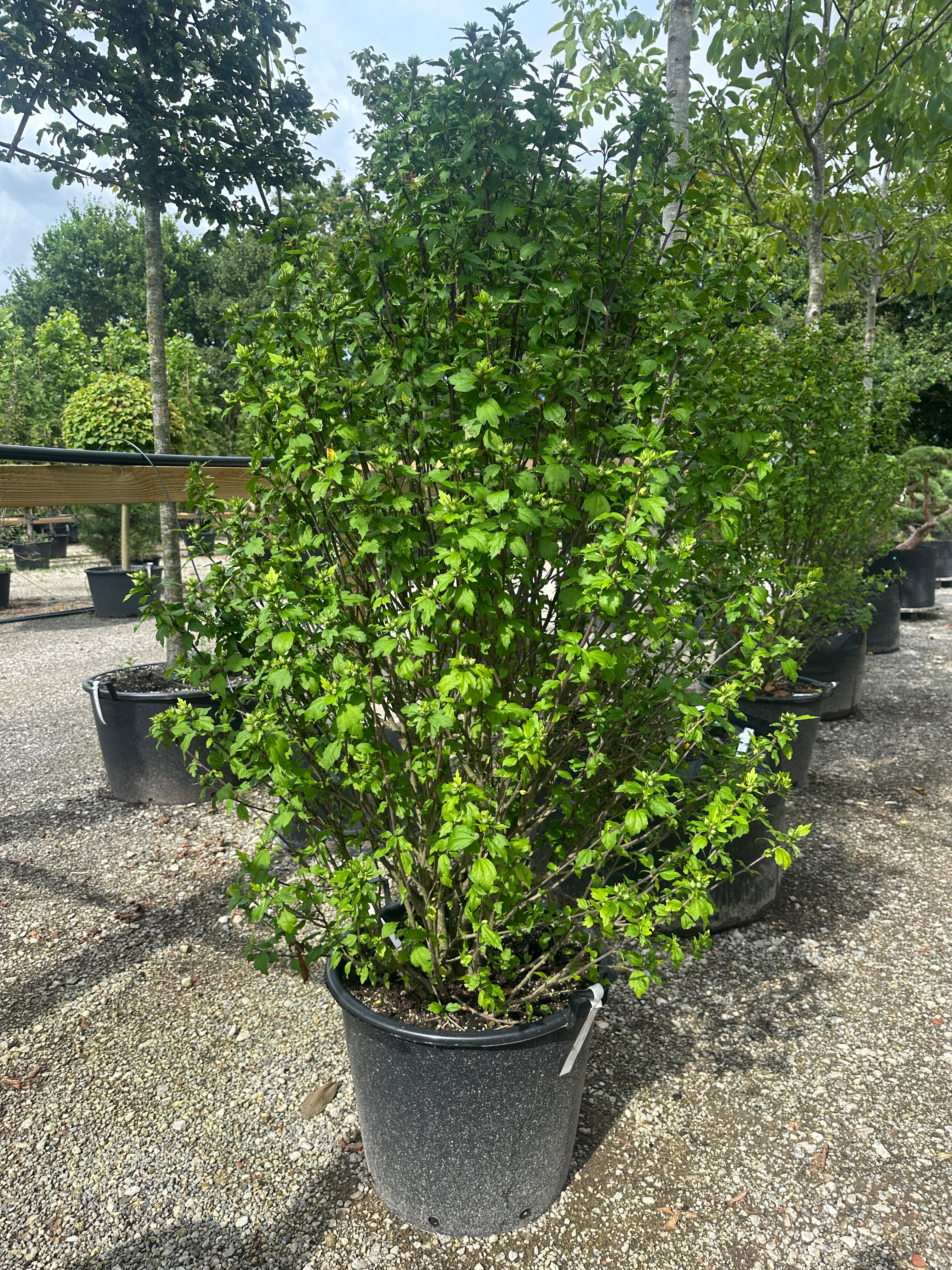 Opret Hibiscus syriacus Red Heart busk med takkede, mørkegrønne sommerblade uden blomster.