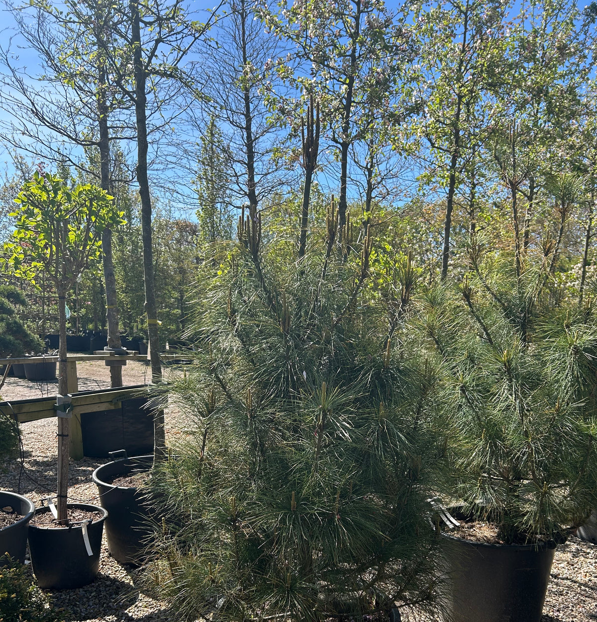 Tårefyr - Pinus wallichiana i buskform. Stedsegrønt nåletræ med lange, bløde nåle.