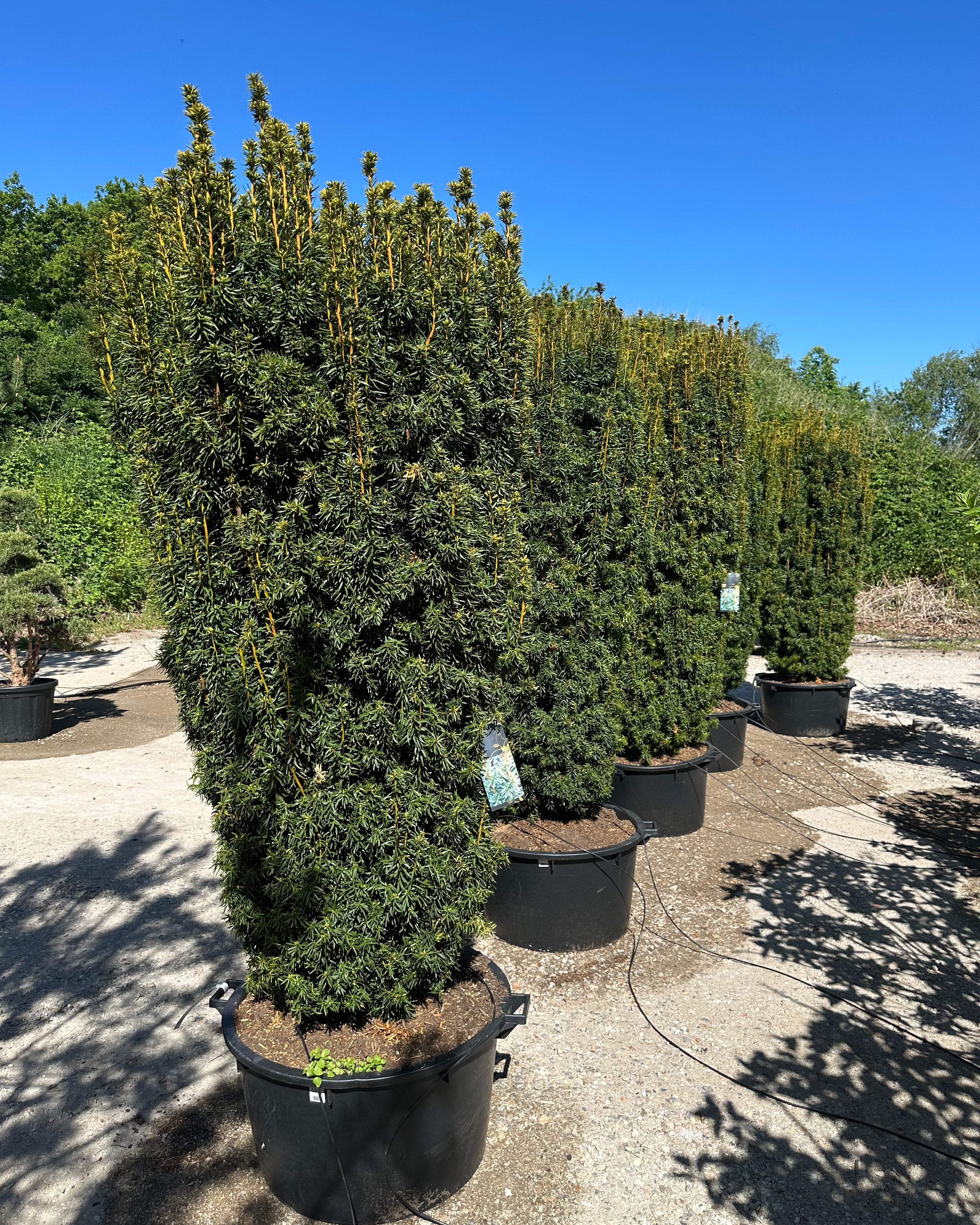 Søjletaks, taxus baccata David, flot mørkegrøn med nye skud der er gullige