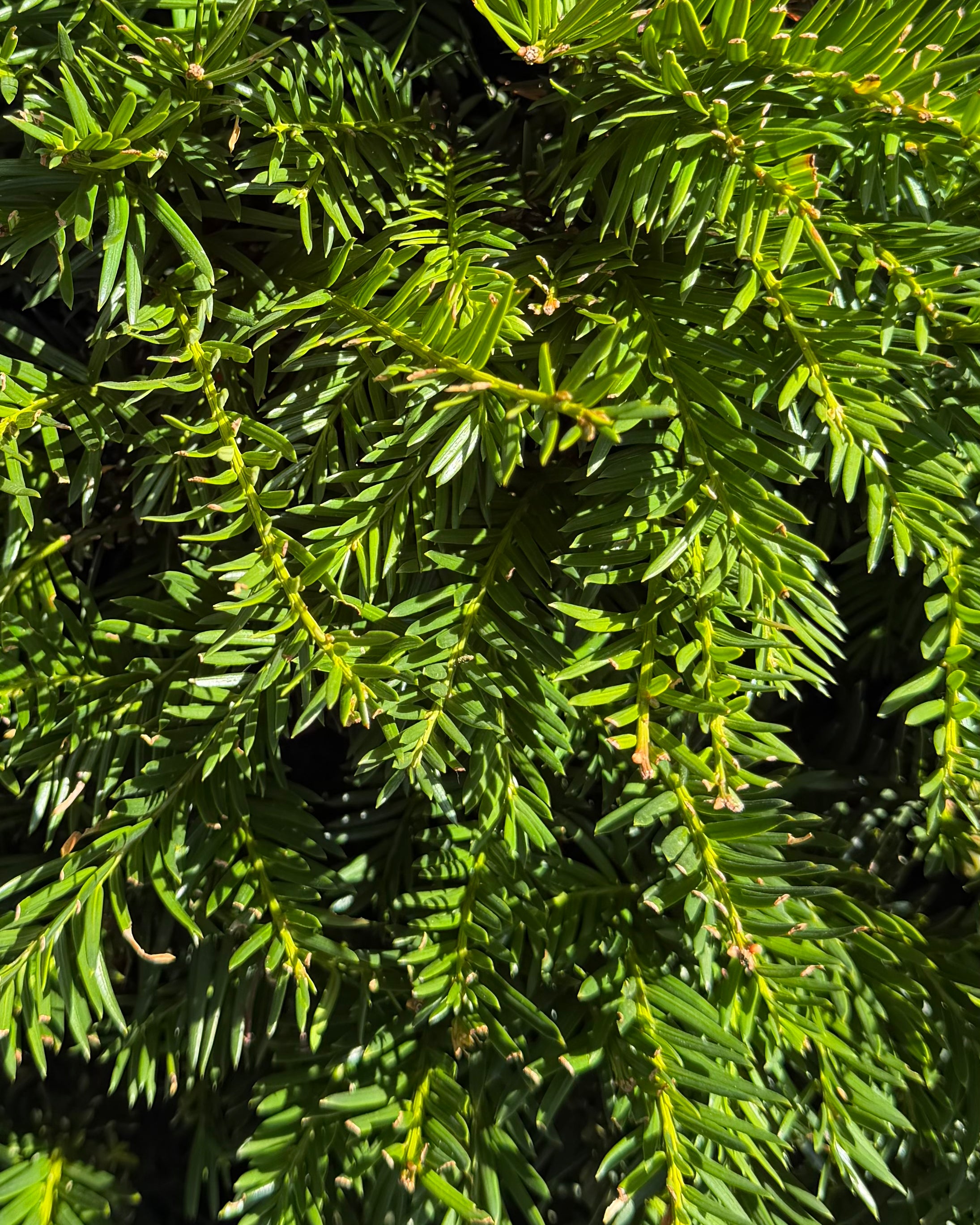 Mørkegrønne, flade nåle på en almindelig taks - Taxus baccata.