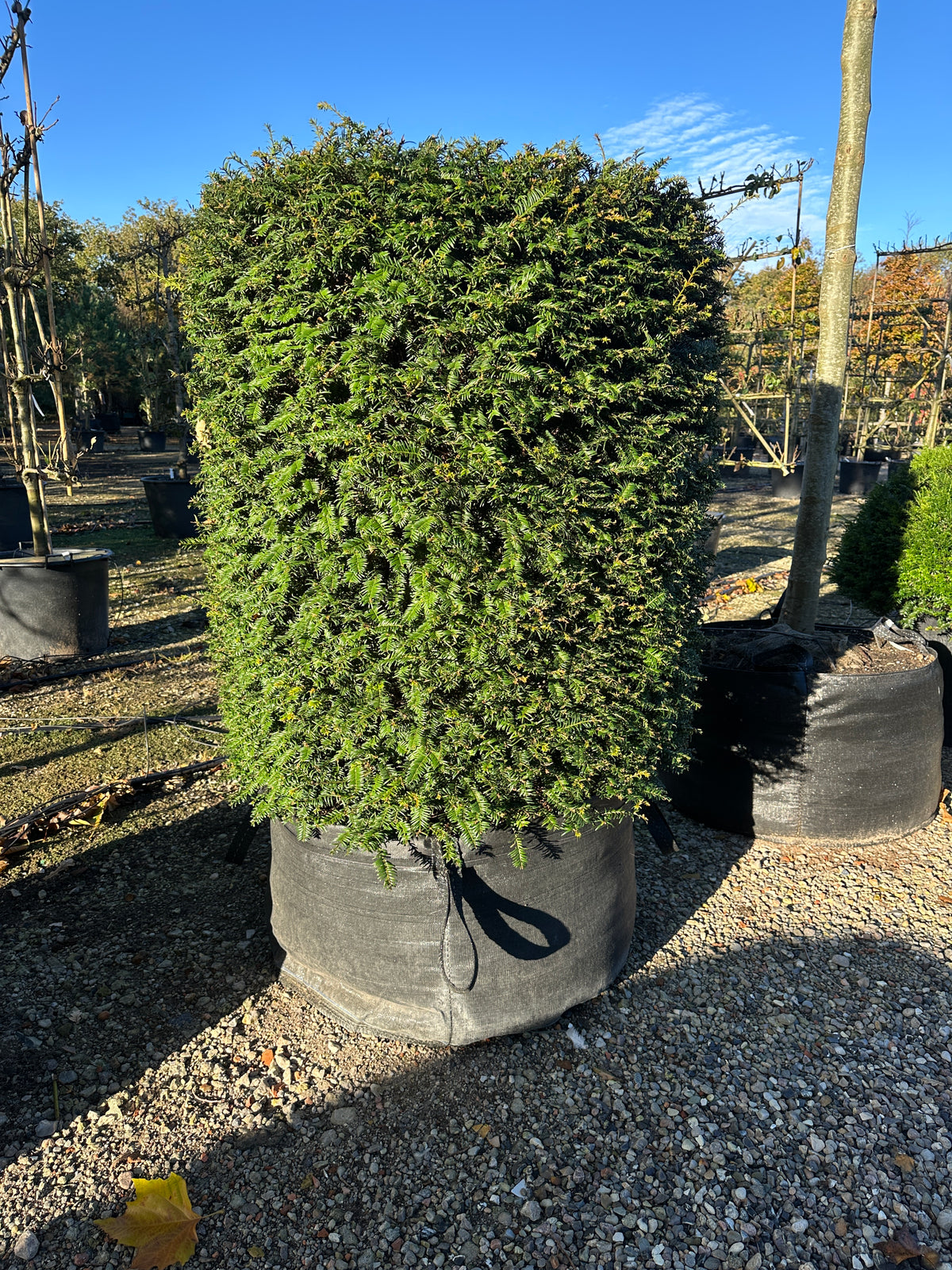 Formklippet Taxus baccata taks formet som en stram, mørkegrøn cylinder.