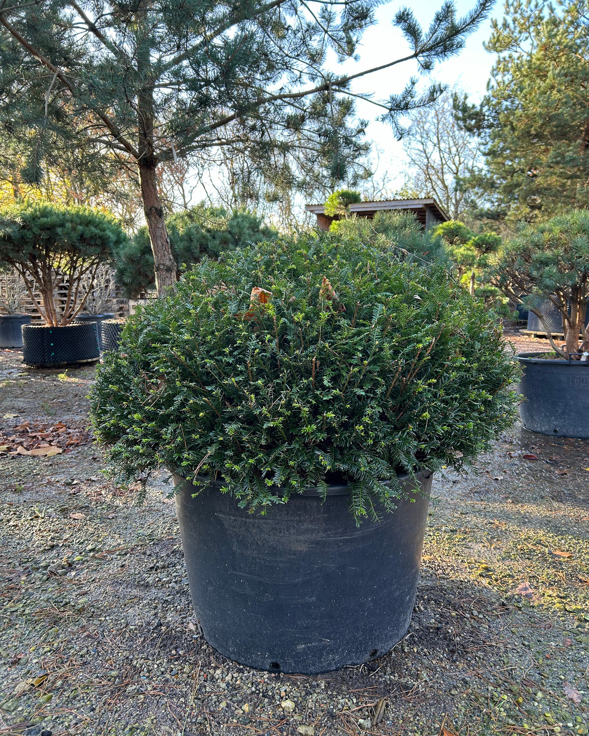 En flad kugleformet Taxus baccata Renkes Kleiner Grüner med en tæt, lav og pudeformet overflade af bløde mørkegrønne nåle.