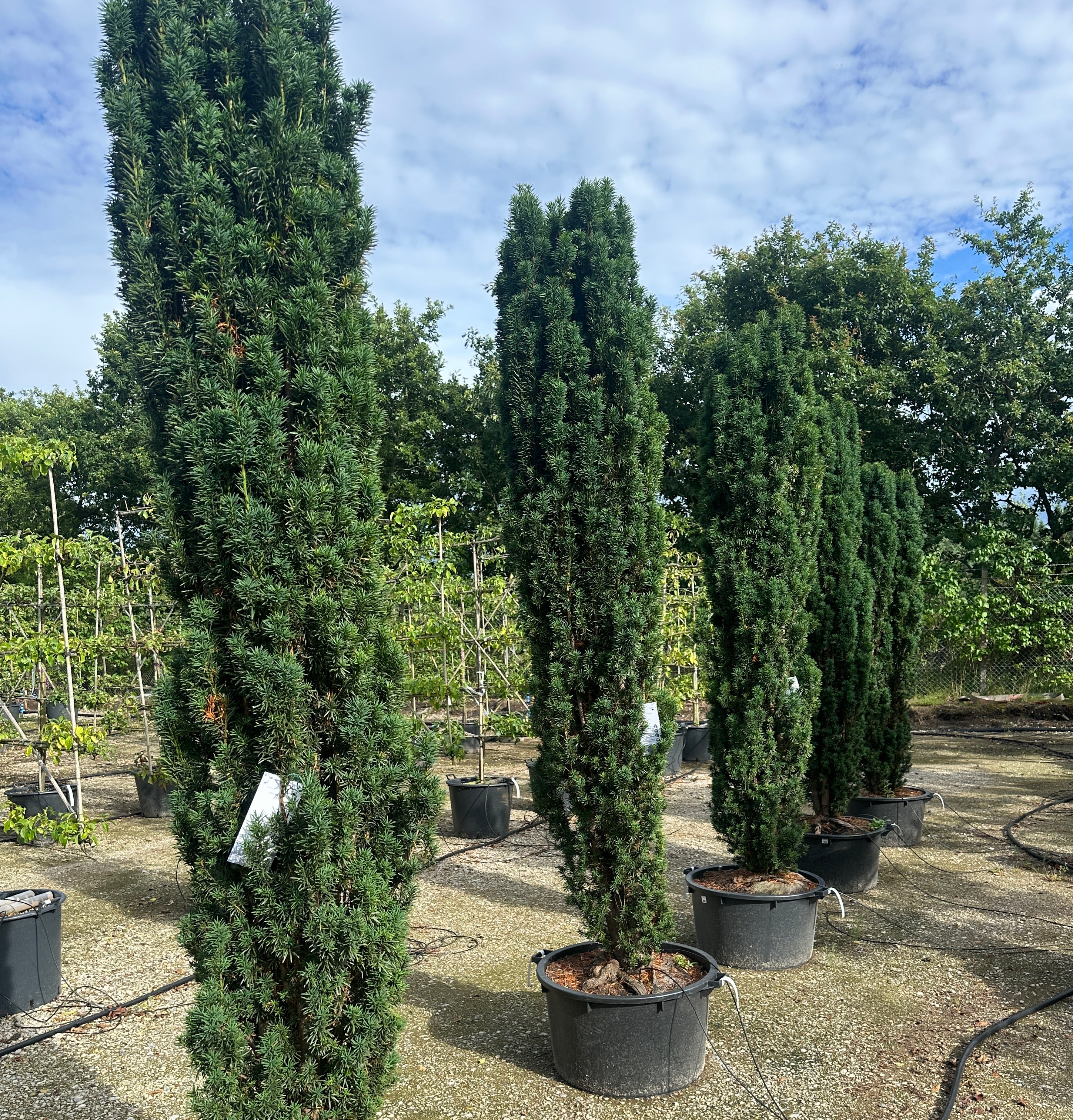 Søjletaks i store størrelser. Stedsegrøn