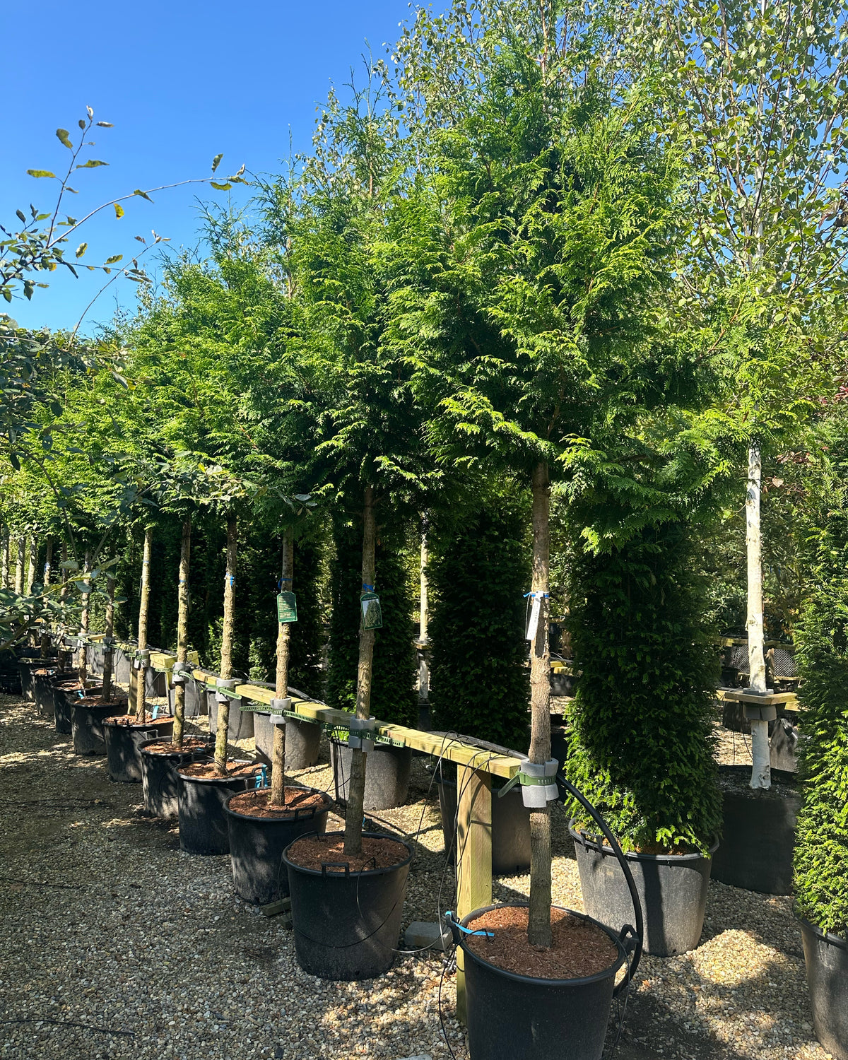 En opstammet Thuja plicata Excelsa med en bar stamme og sirligt klippede, tætte etager af glansfulde, mørkegrønne skælblade.