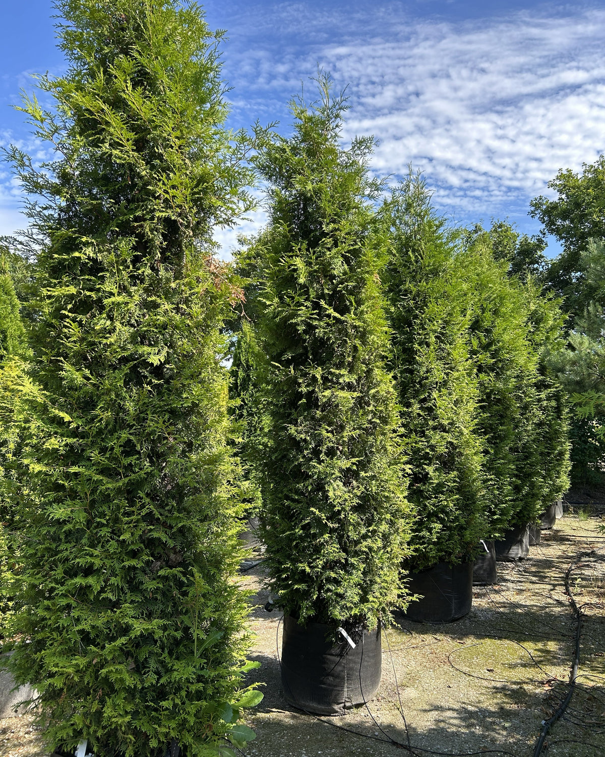 Søjleformet Thuja occidentalis Brabant som viser en lukket og tæt overflade af lysegrønne skælblade hele vejen fra bund til top.