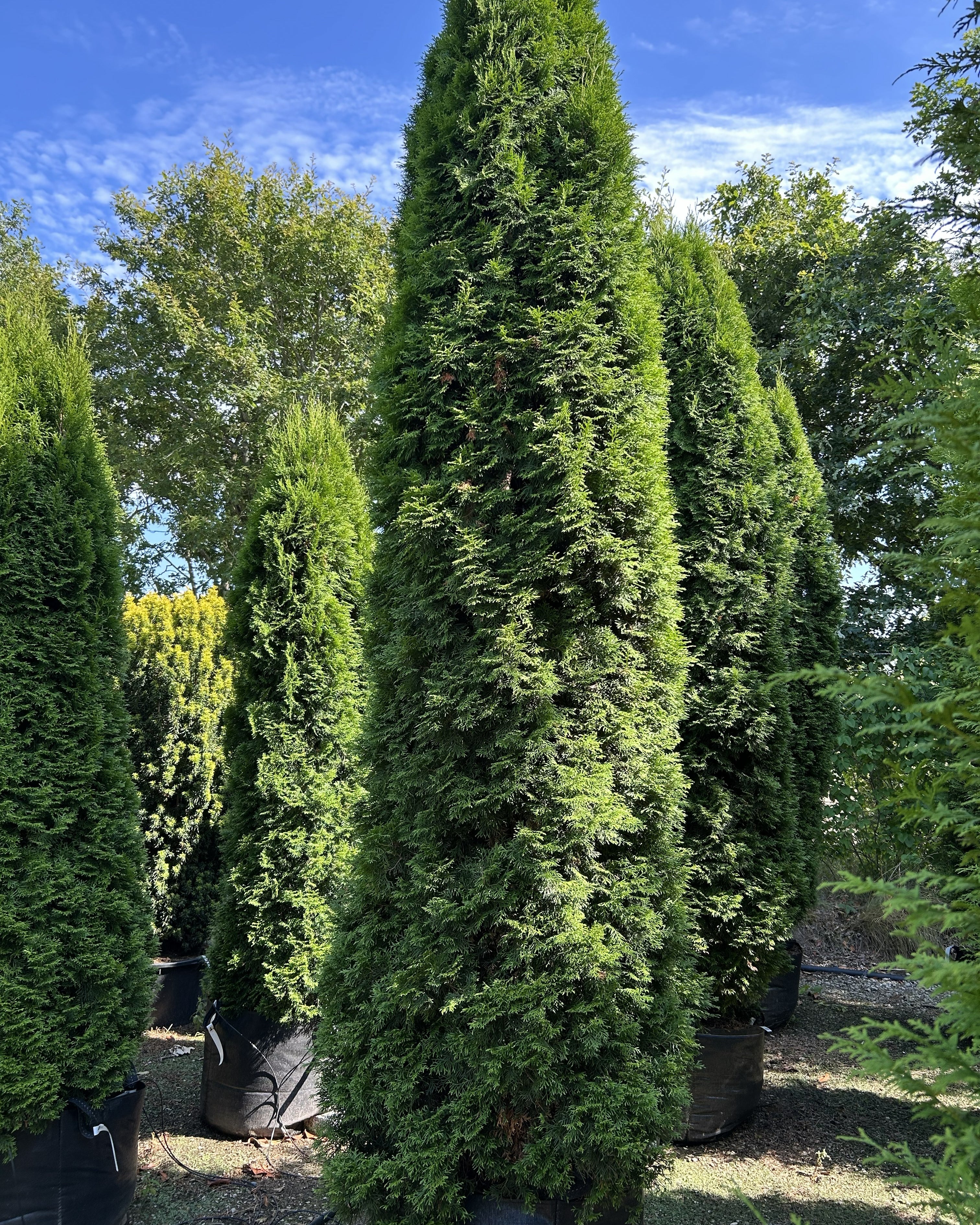En høj og slank søjlethuja, Thuja occidentalis 'Smaragd', med en tæt og regelmæssig kegleformet vækst.