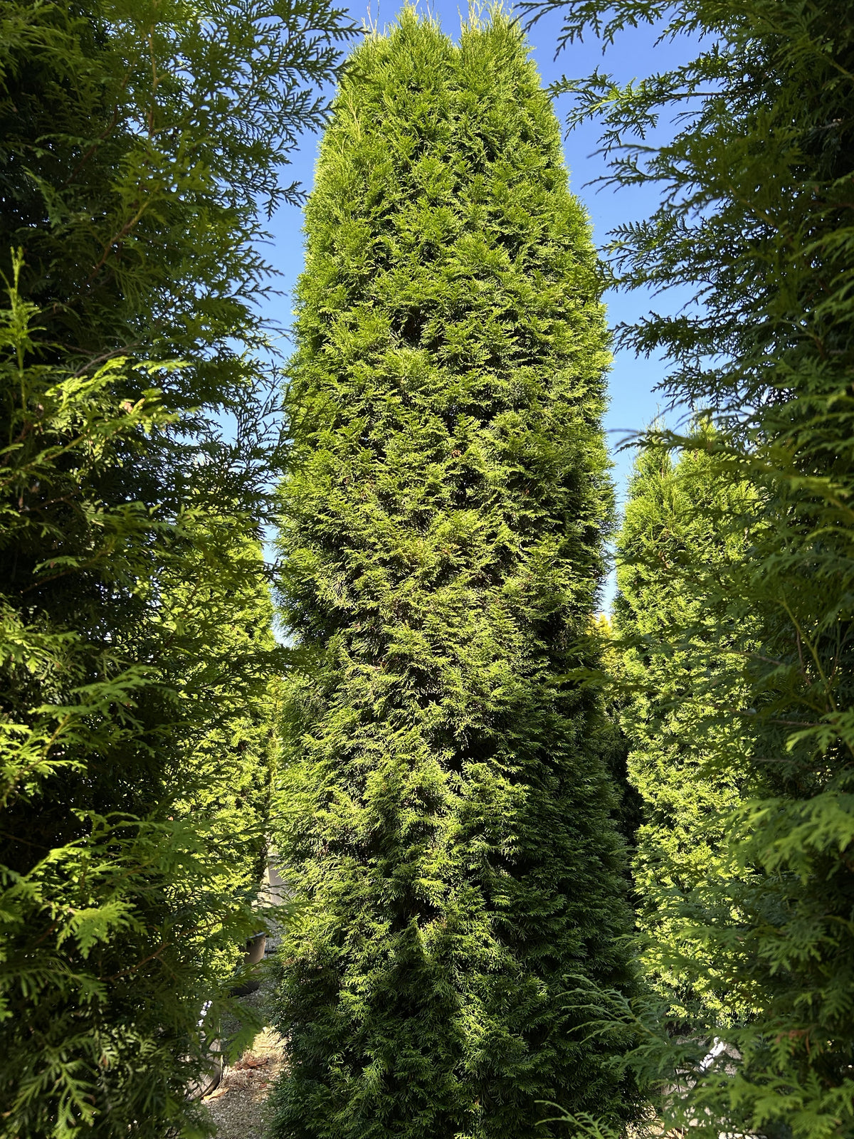 En høj og slank søjlethuja, Thuja occidentalis 'Smaragd', med en tæt og regelmæssig kegleformet vækst.
