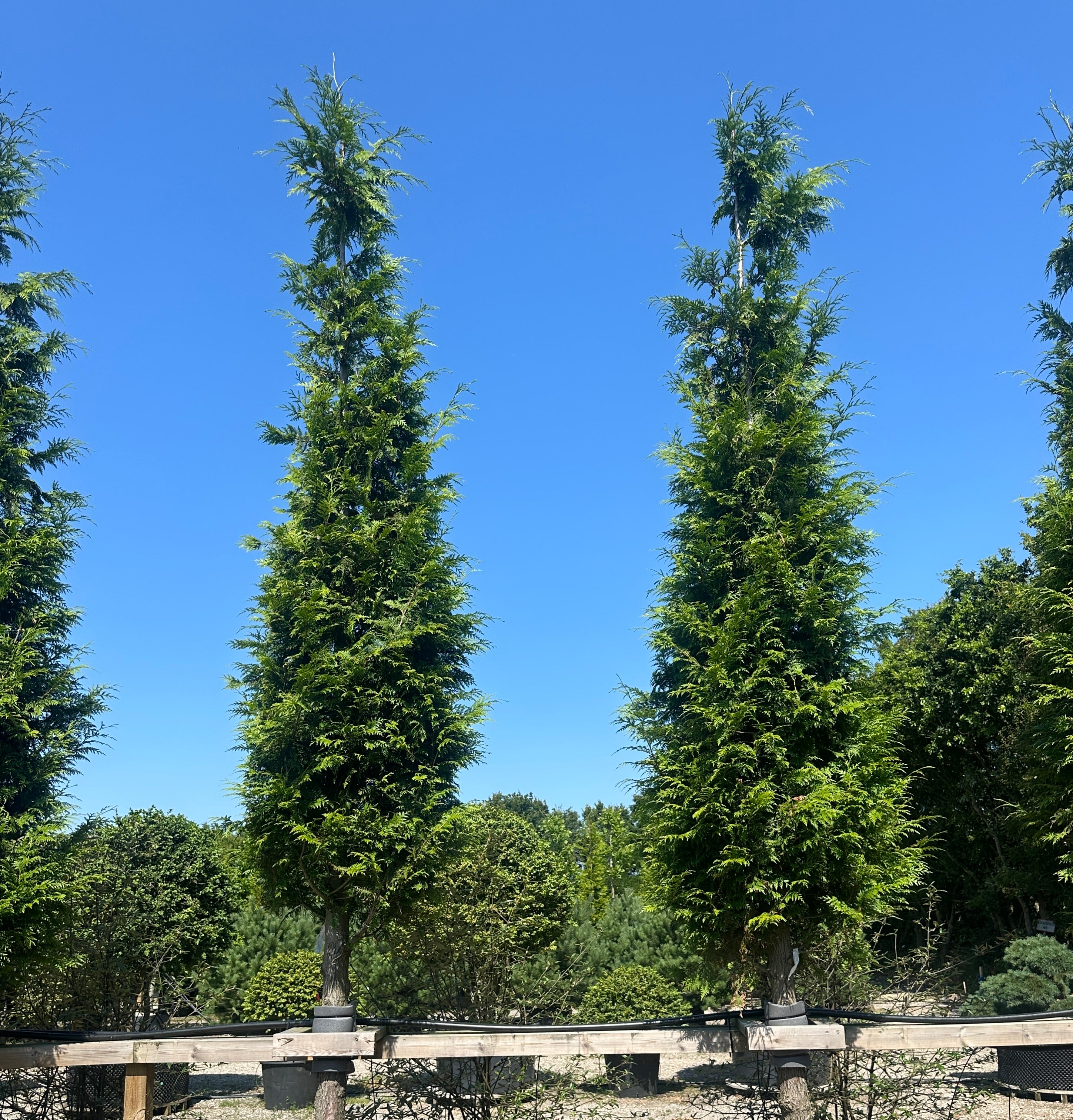 Opstammet kæmpethuja, Thuja plicata 'Excelsa', med en tæt, formklippet mørkegrøn krone.