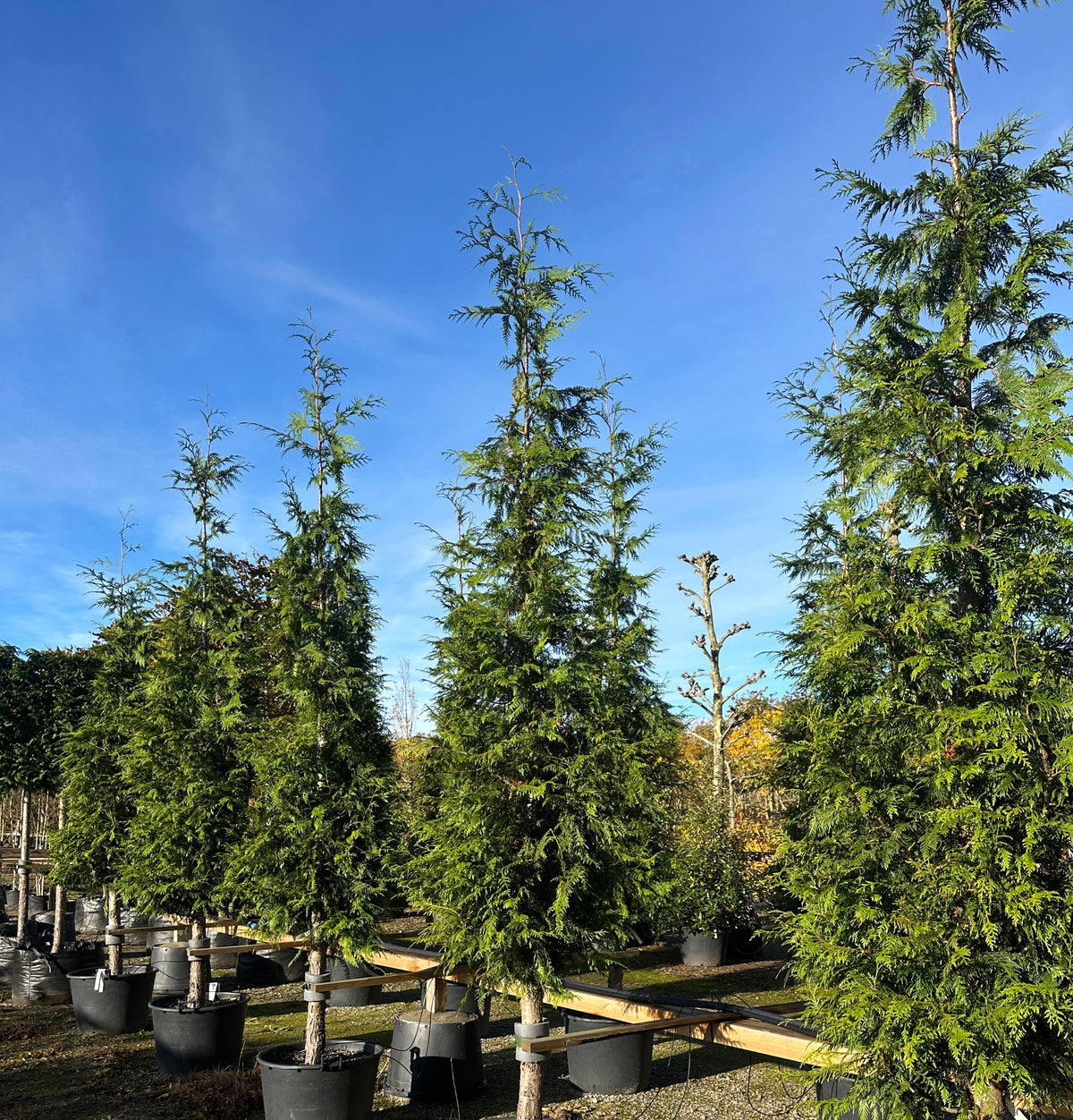 En opstammet Thuja plicata Excelsa om efteråret, hvor det glansfulde, mørkegrønne løv står urørt.