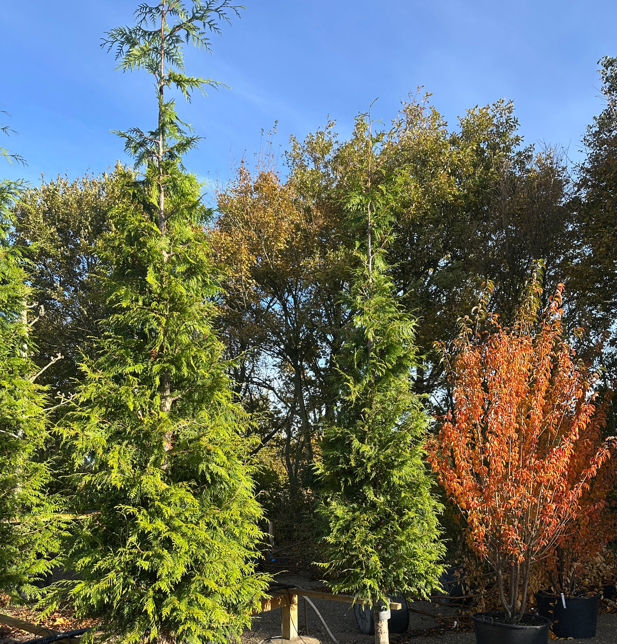 Thuja plicata Excelsa som viser de tætte, vandrette puder af friske, mørkegrønne skælblade, der bæres flot af den rødbrune og let afskallende stamme.