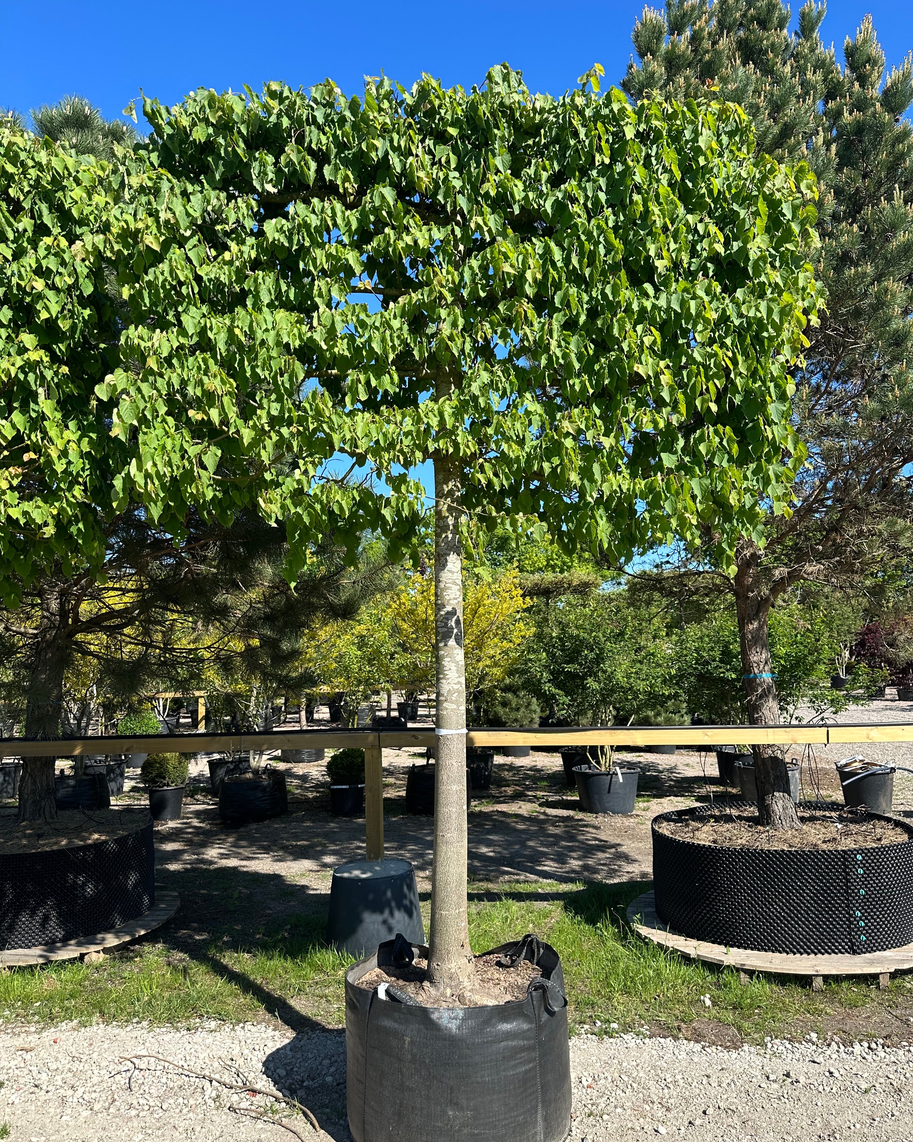 Tilia cordata formet som svævende hæk om sommeren, som viser en lukket, rektangulær flade af tætte, mørkegrønne blade båret af en bar stamme.