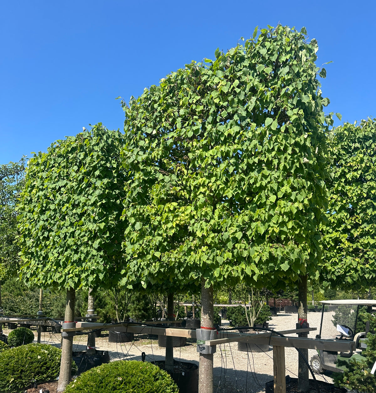 En enkelt Tilia cordata Greenspire formet som en svævende hæk med en høj, bar stamme og en tæt, rektangulær og fladtrykt krone af mørkegrønne blade.