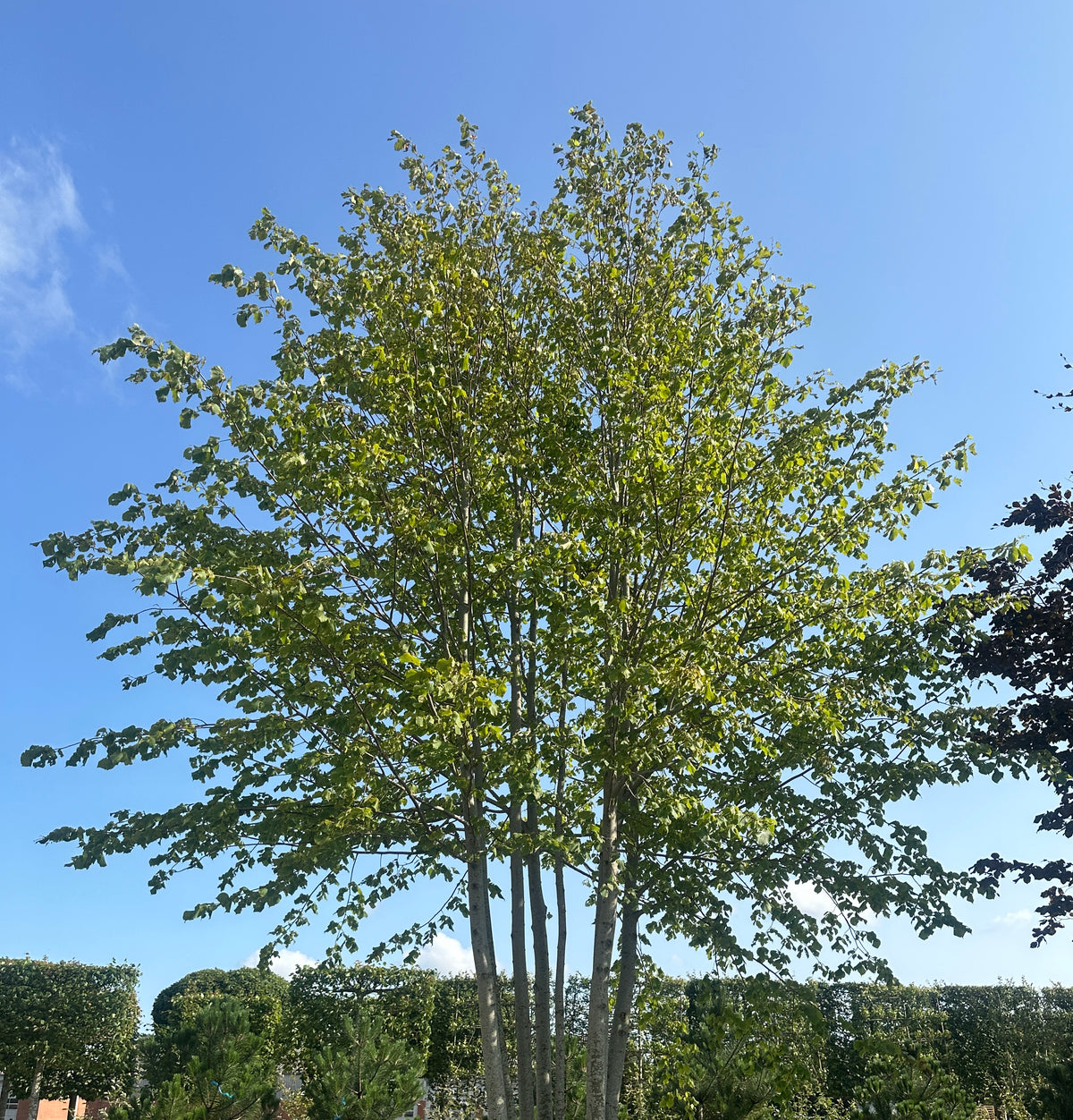 En stor, multistammet Tilia europaea Pallida om sommeren, som viser en fyldig og bred krone af store, lysegrønne og hjerteformede blade, båret af en harmonisk gruppe af glatte, gråbrune stammer.