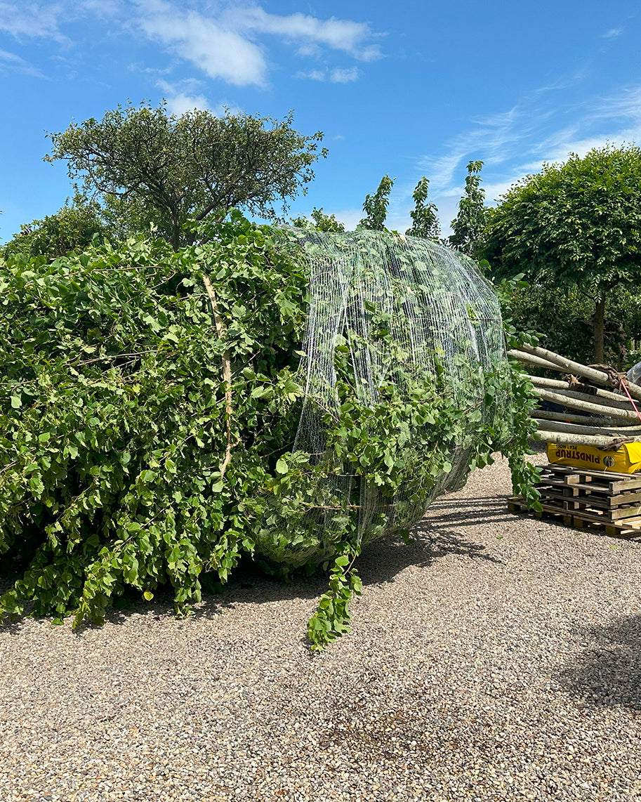 En multistammet Tilia europaea Pallida, der ligger klar med en stor, indpakket rodklump og en indbundet krone før læsning på lastbil.