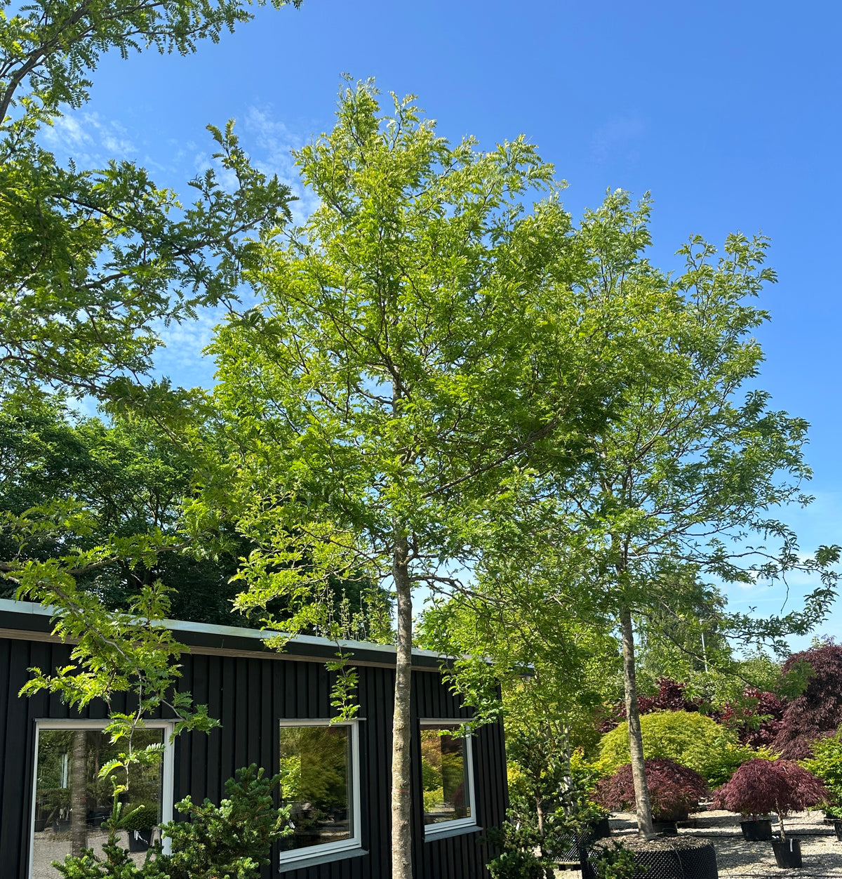 Opstammet Gleditsia triacanthos 'Sunburst' tretorn med en ret, bar stamme og en luftig, gulgrøn krone.