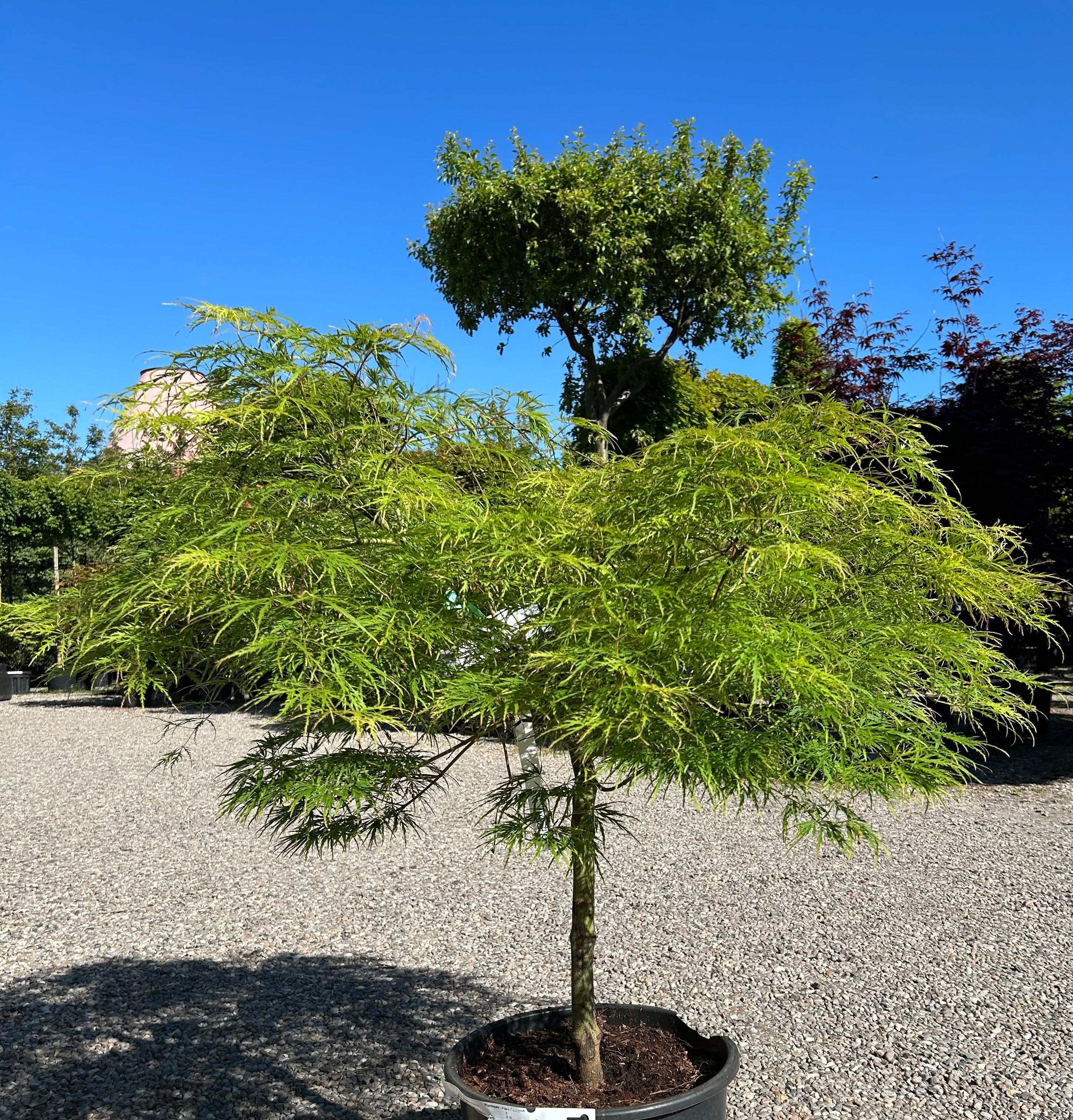 Et smukt opstammet Acer palmatum Dissectum Japansk ahorn med lysegrønne, fligede blade i en potte.
