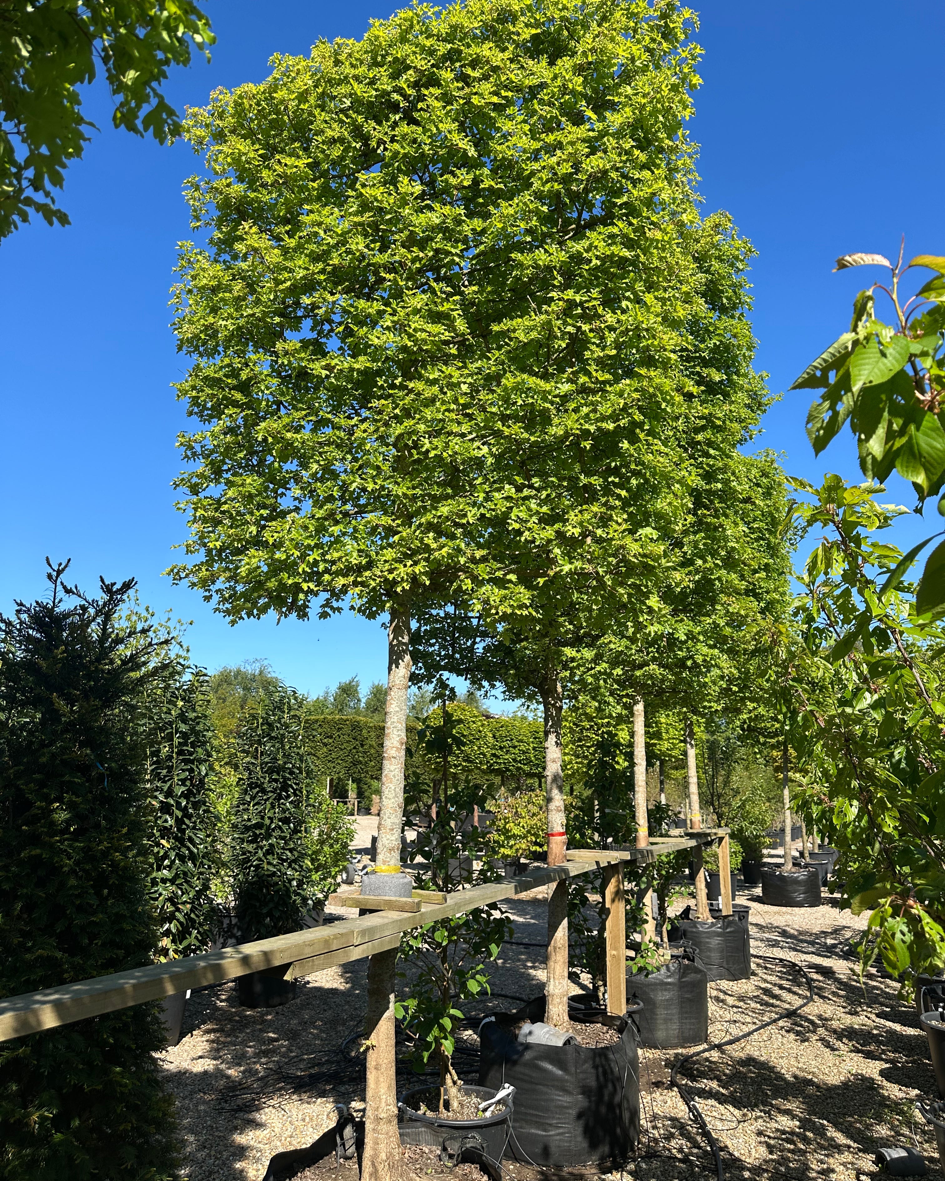 Række af Acer campestre Naur træer som svævende hæk, med frodige grønne blade i solskin.