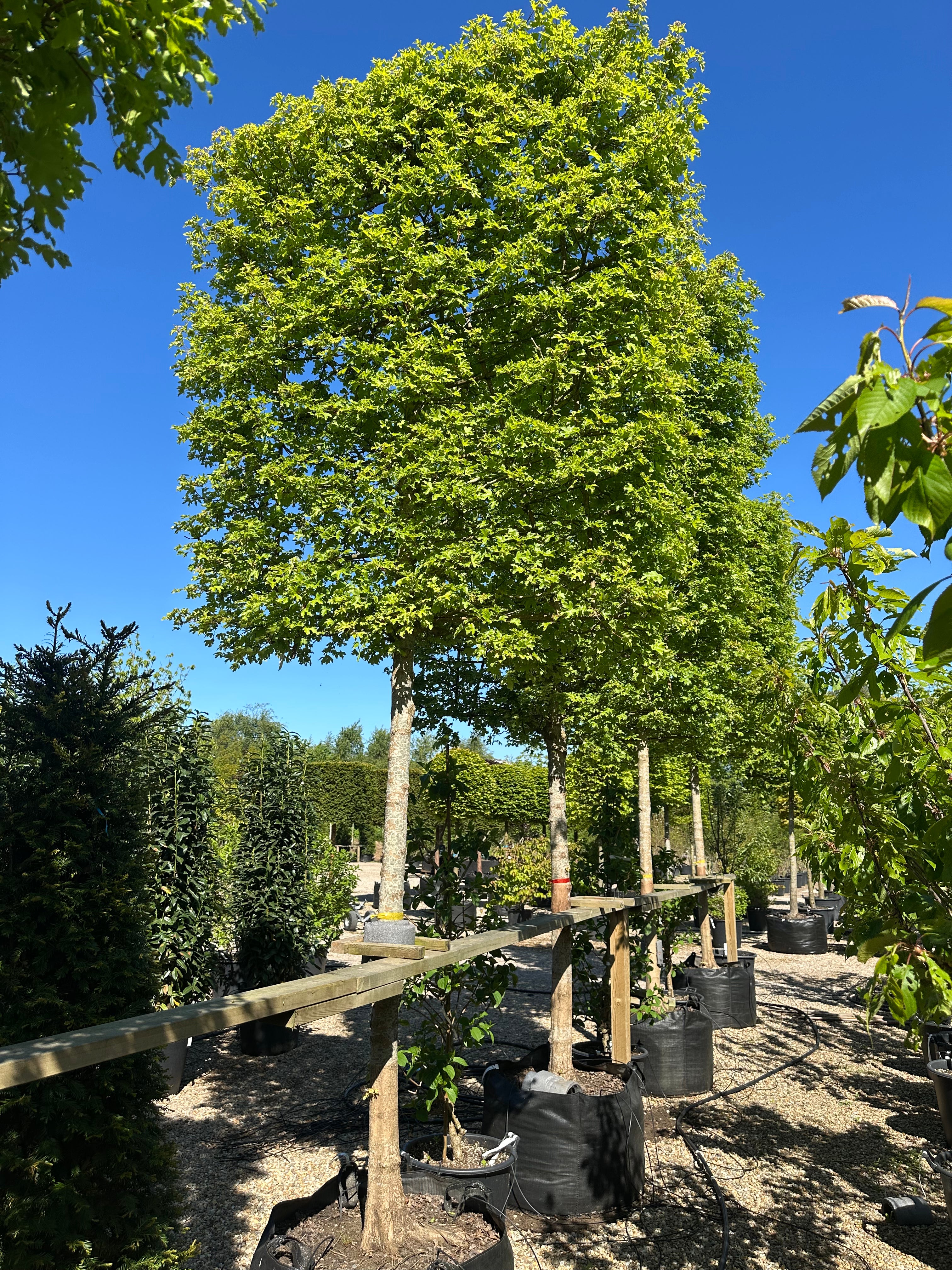 Række af Acer campestre Naur træer som svævende hæk, med frodige grønne blade i solskin.