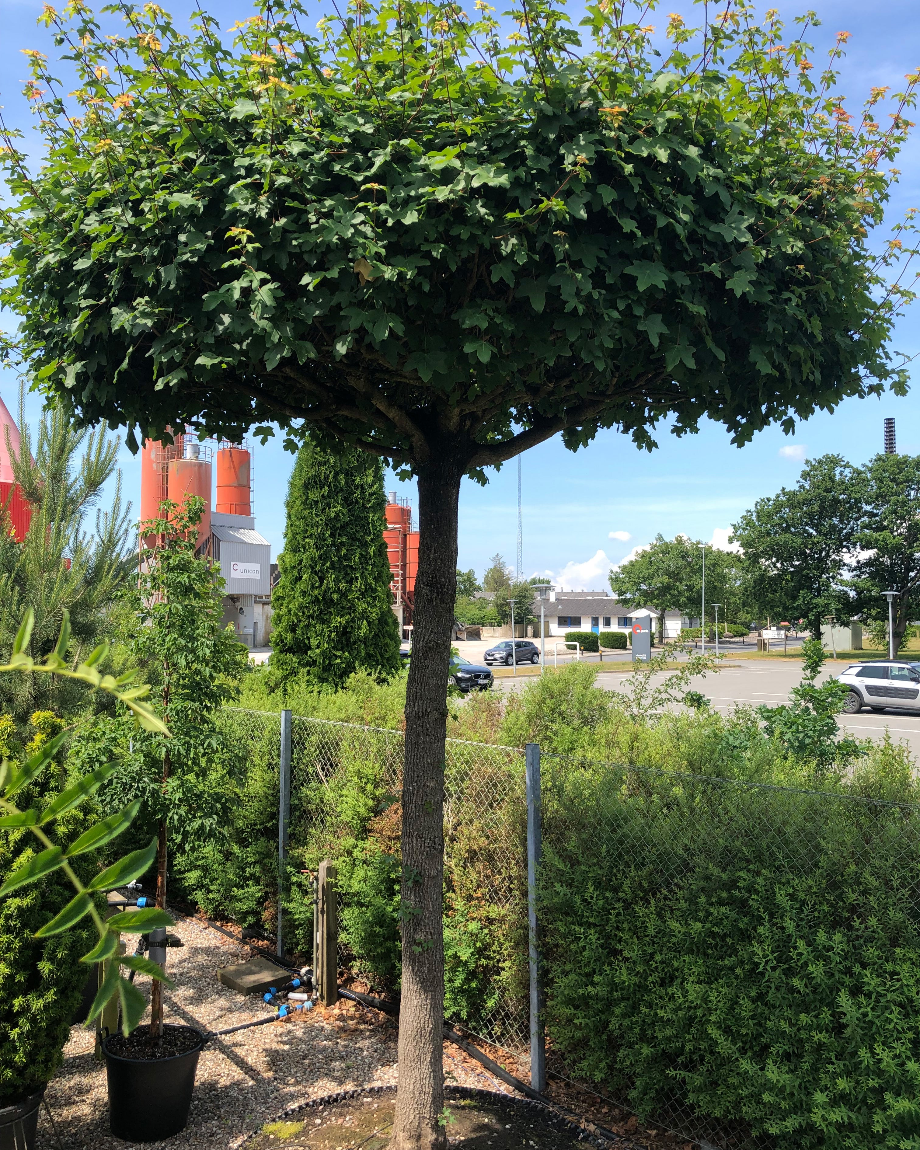 Naur Tagklippet (Acer campestre) træ med frodig grøn bladvæg og flad krone under blå himmel.