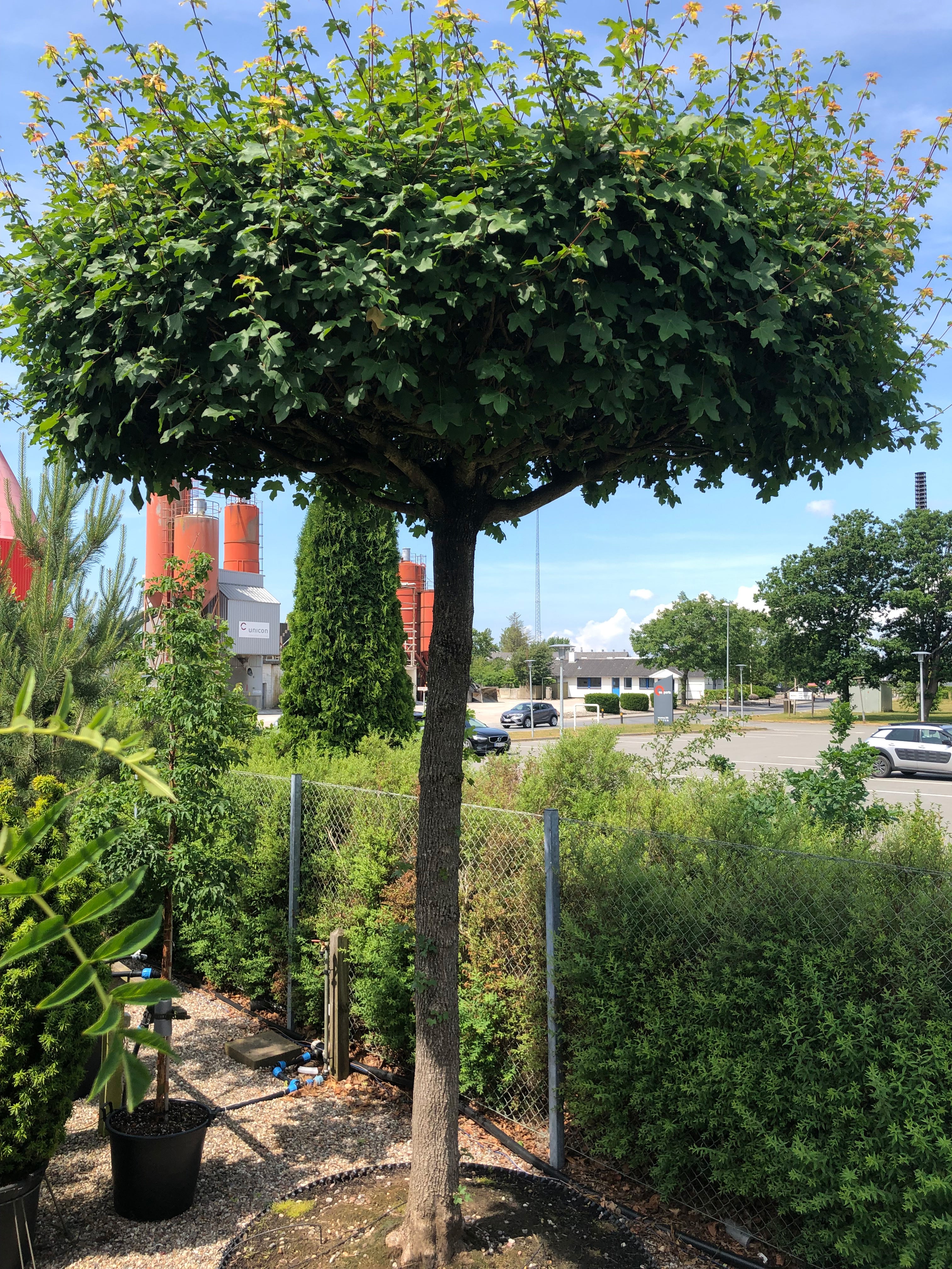 Naur Tagklippet (Acer campestre) træ med frodig grøn bladvæg og flad krone under blå himmel.
