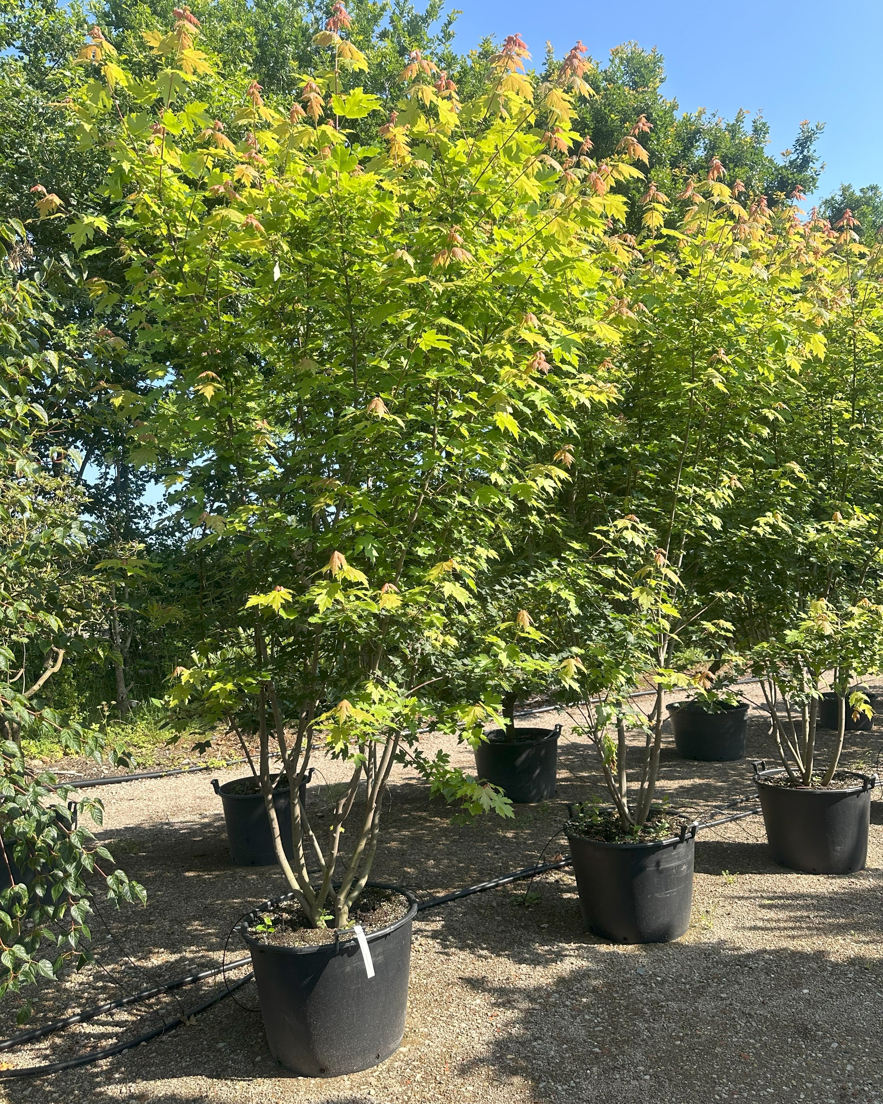 Unge multistammede ahorn 'Autumn Blaze' træer med frodigt grønt løv i planteskolen
