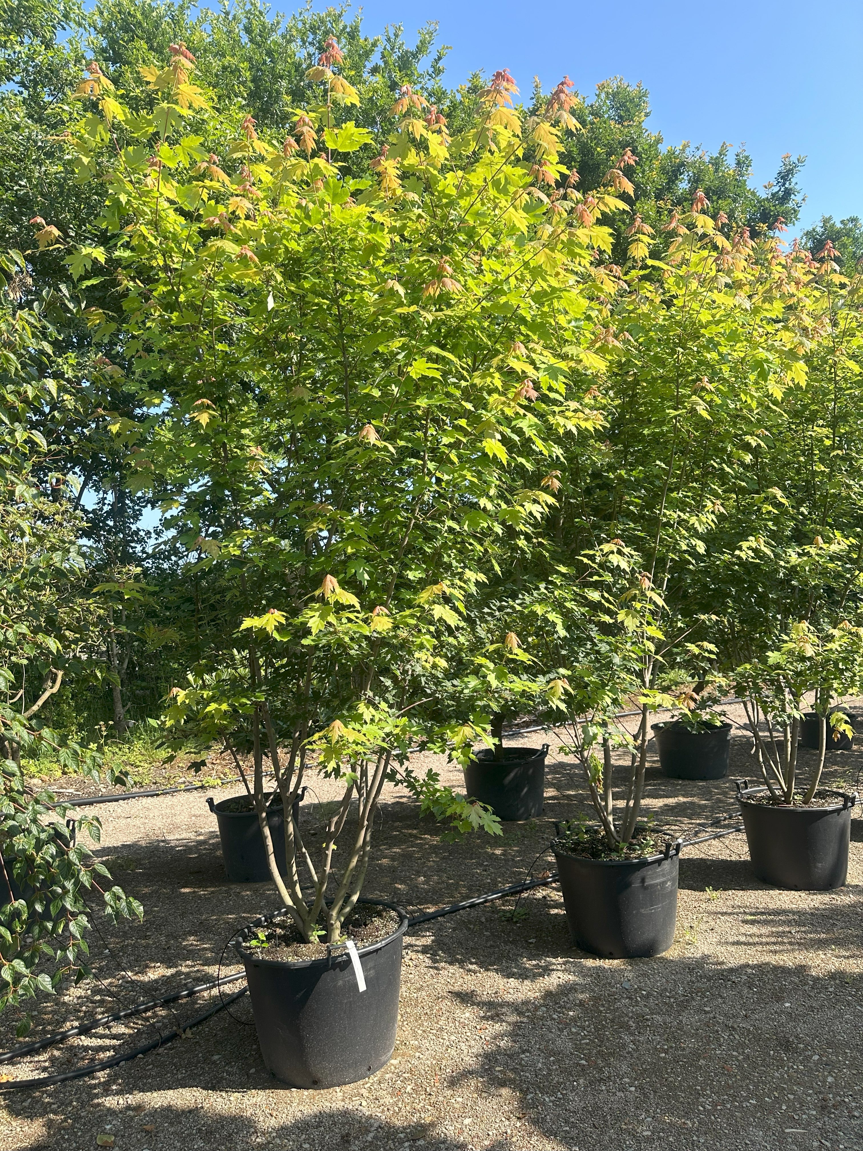 Unge multistammede ahorn 'Autumn Blaze' træer med frodigt grønt løv i planteskolen