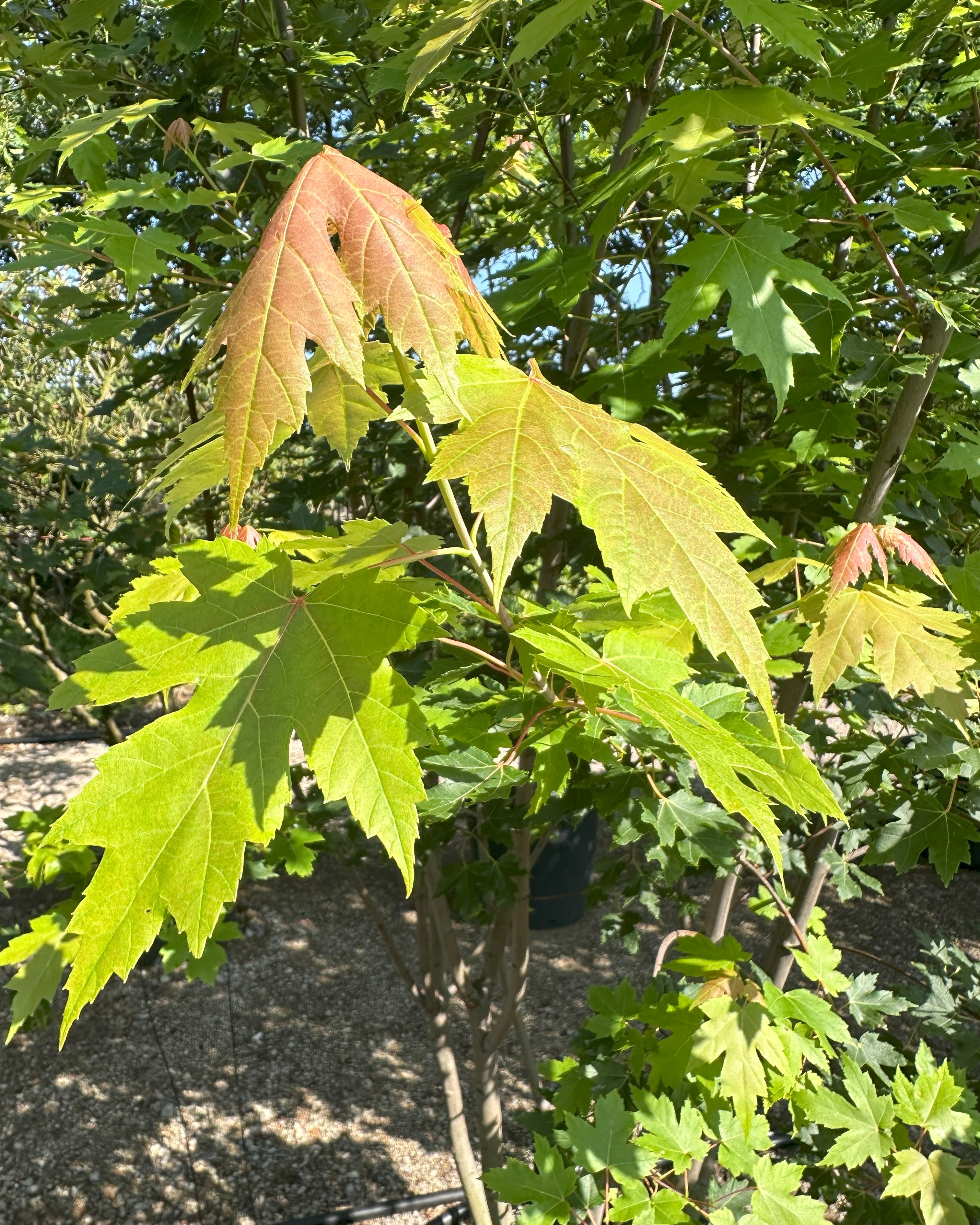 Nærbillede af 'Autumn Blaze' ahornblade med grønne og rødlige nuancer