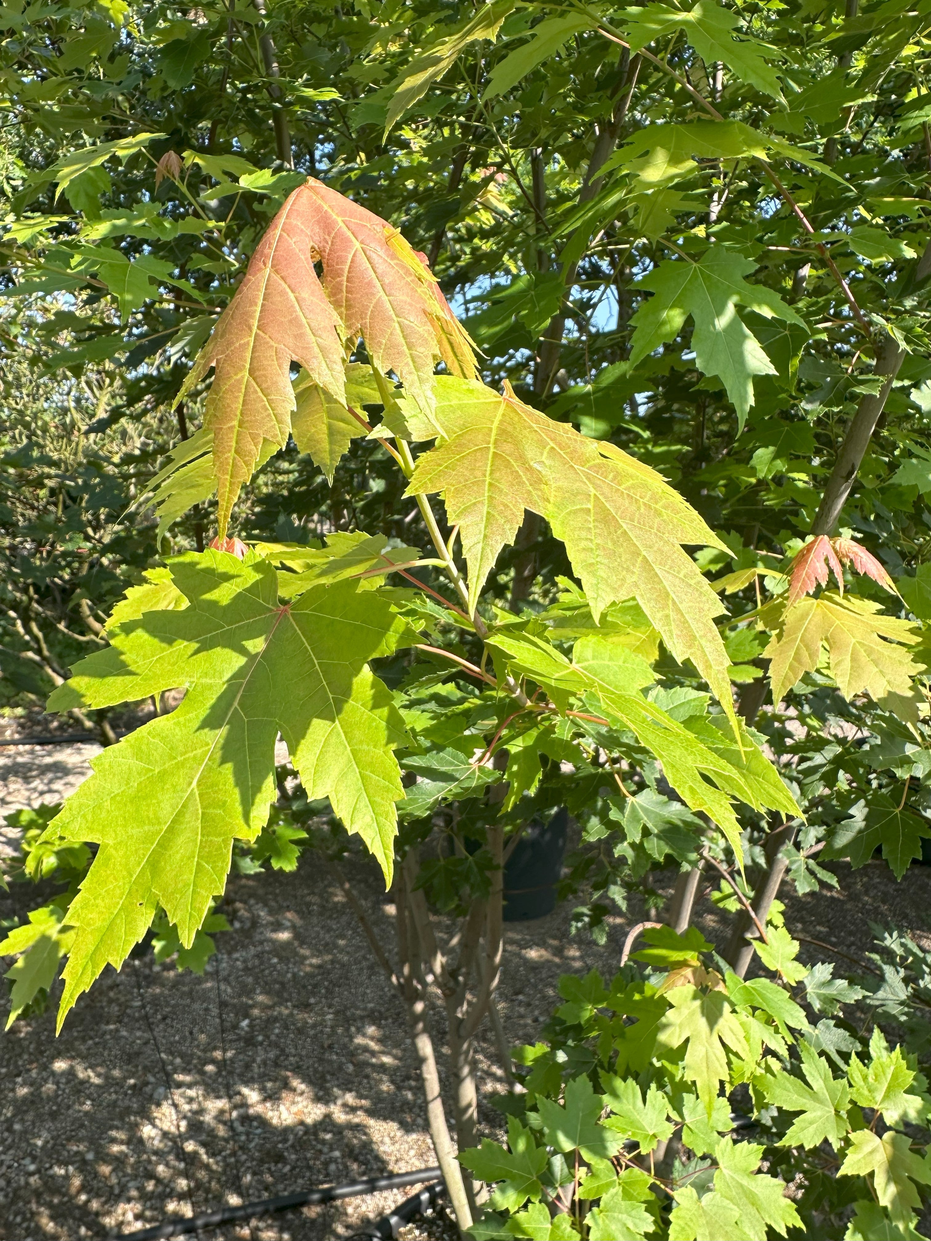 Nærbillede af 'Autumn Blaze' ahornblade med grønne og rødlige nuancer