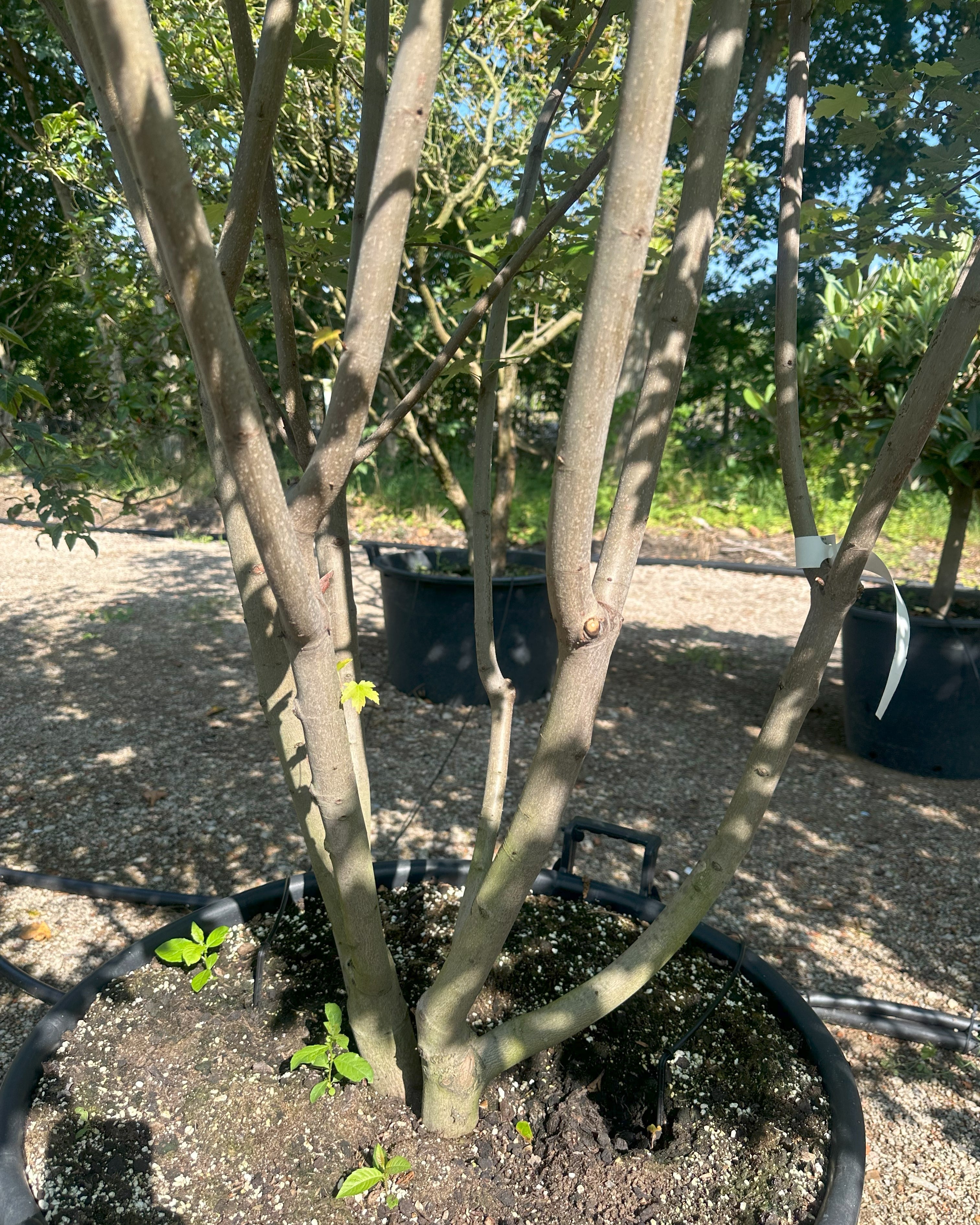 Detalje af den multistammede stammebase på en 'Autumn Blaze' ahorn i potte