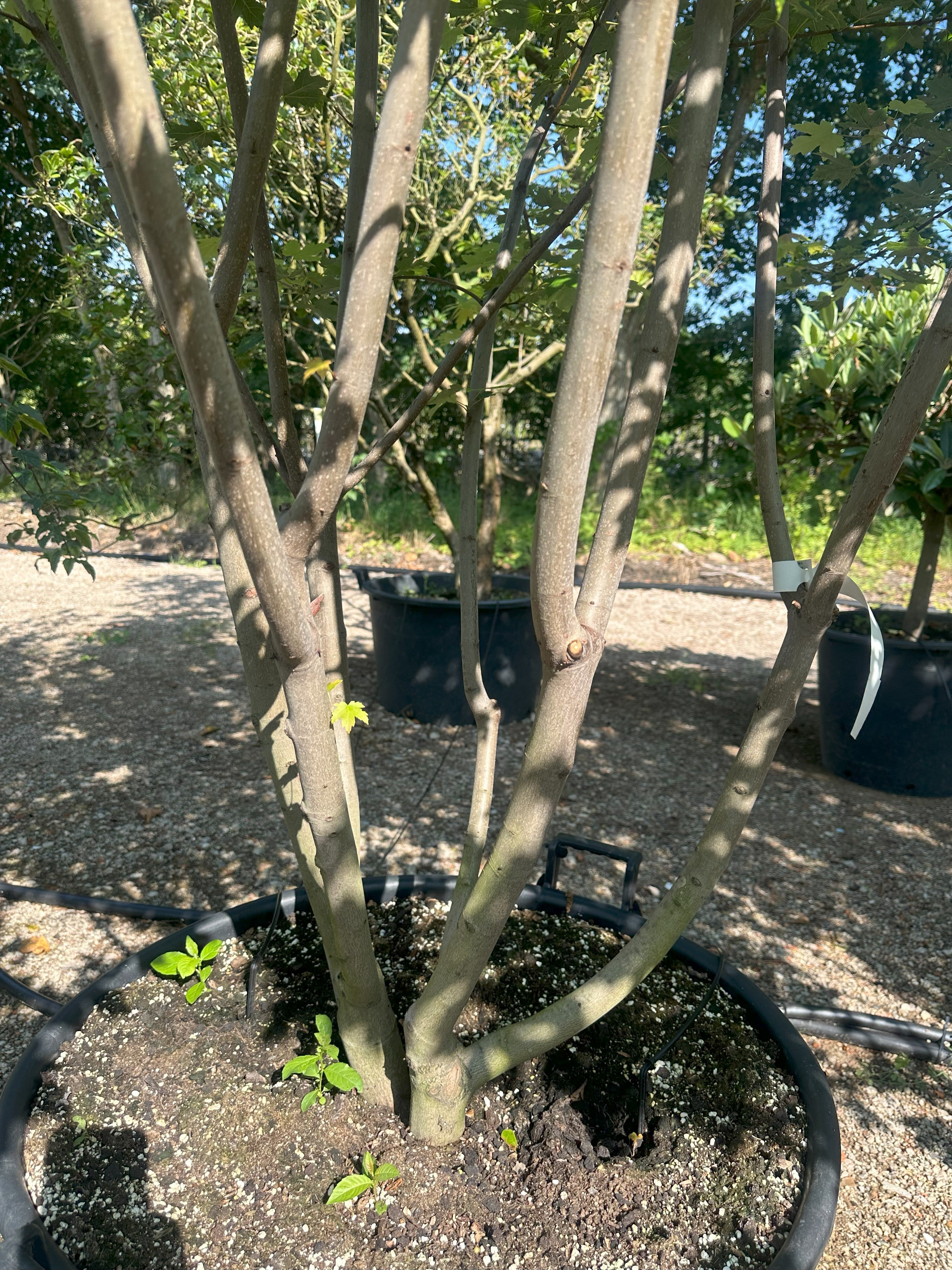 Detalje af den multistammede stammebase på en 'Autumn Blaze' ahorn i potte