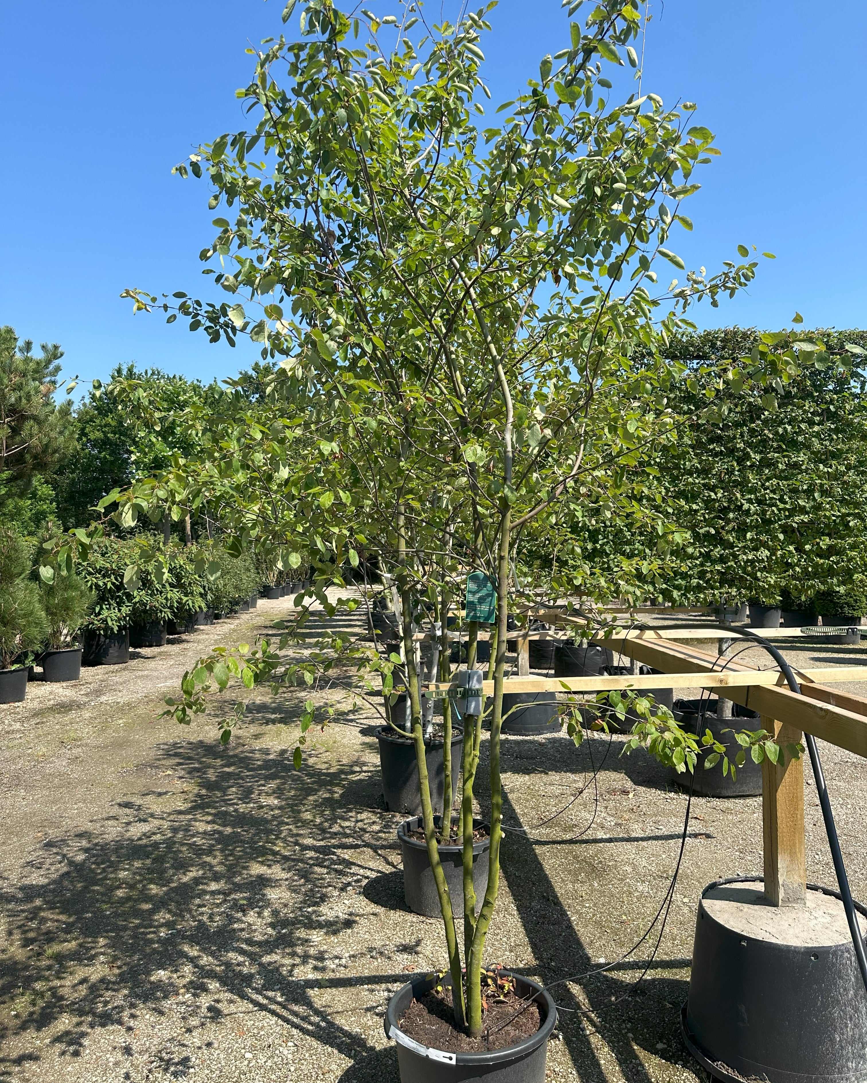 Multistammet bærmispel, Amelanchier lamarckii, let åben krone og smuk skulpturelt