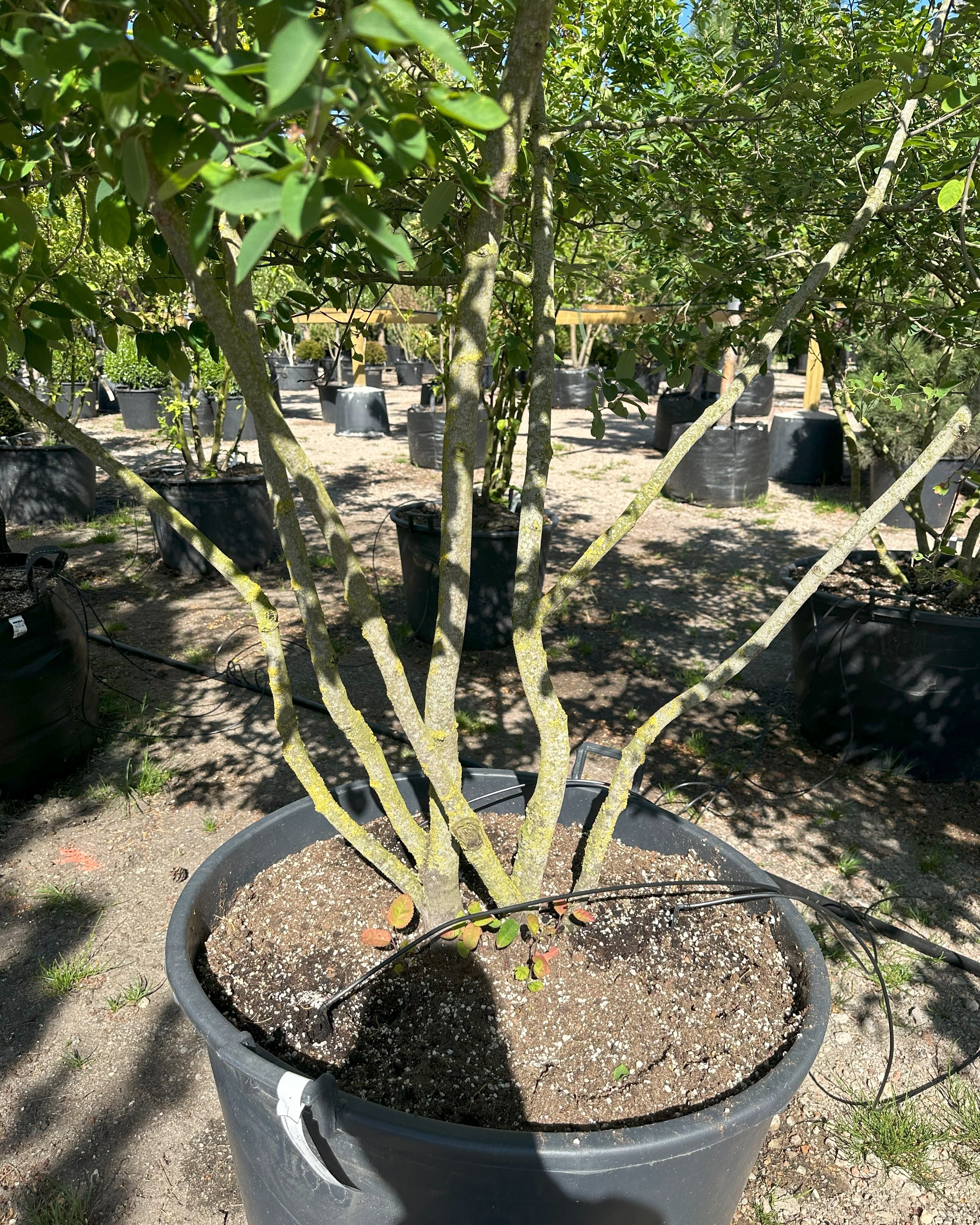 flot fordelt grensætning på bærmispel, Amlanchier Lamarckii